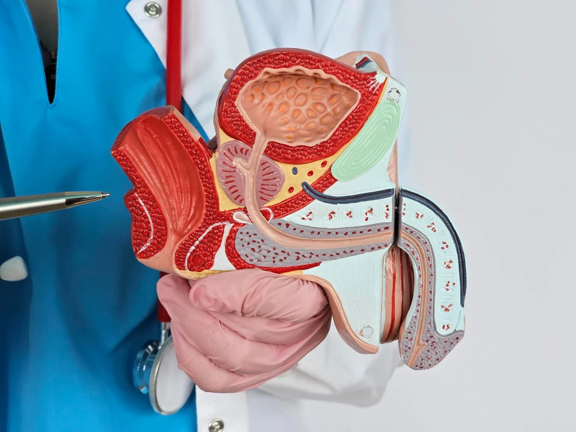 Diagram of the human male reproductive system, showing internal organs including the prostate, bladder, and urethra.