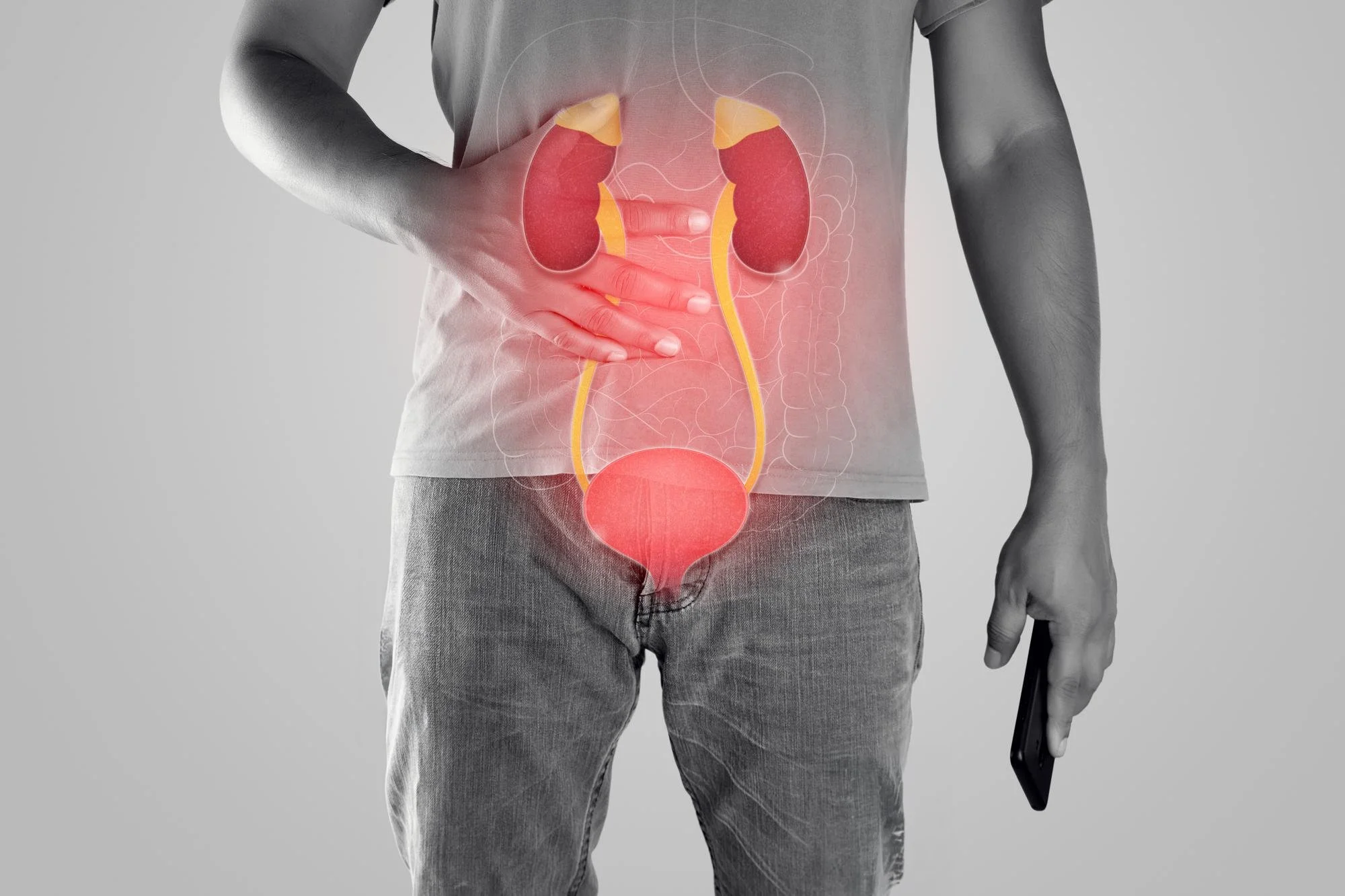 A person wearing gray pants and a gray shirt with a superimposed medical illustration of the internal human reproductive and urinary organs, highlighting the kidneys, bladder, and ureters.