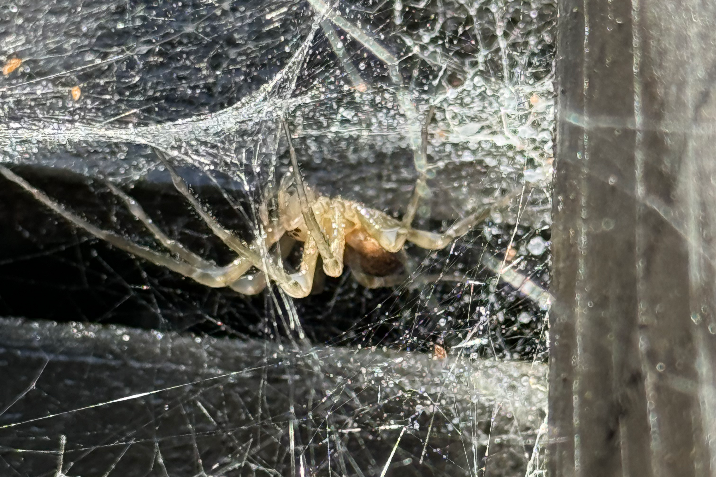 Close-up of a small spider on a web with a cracked glass surface in the background.