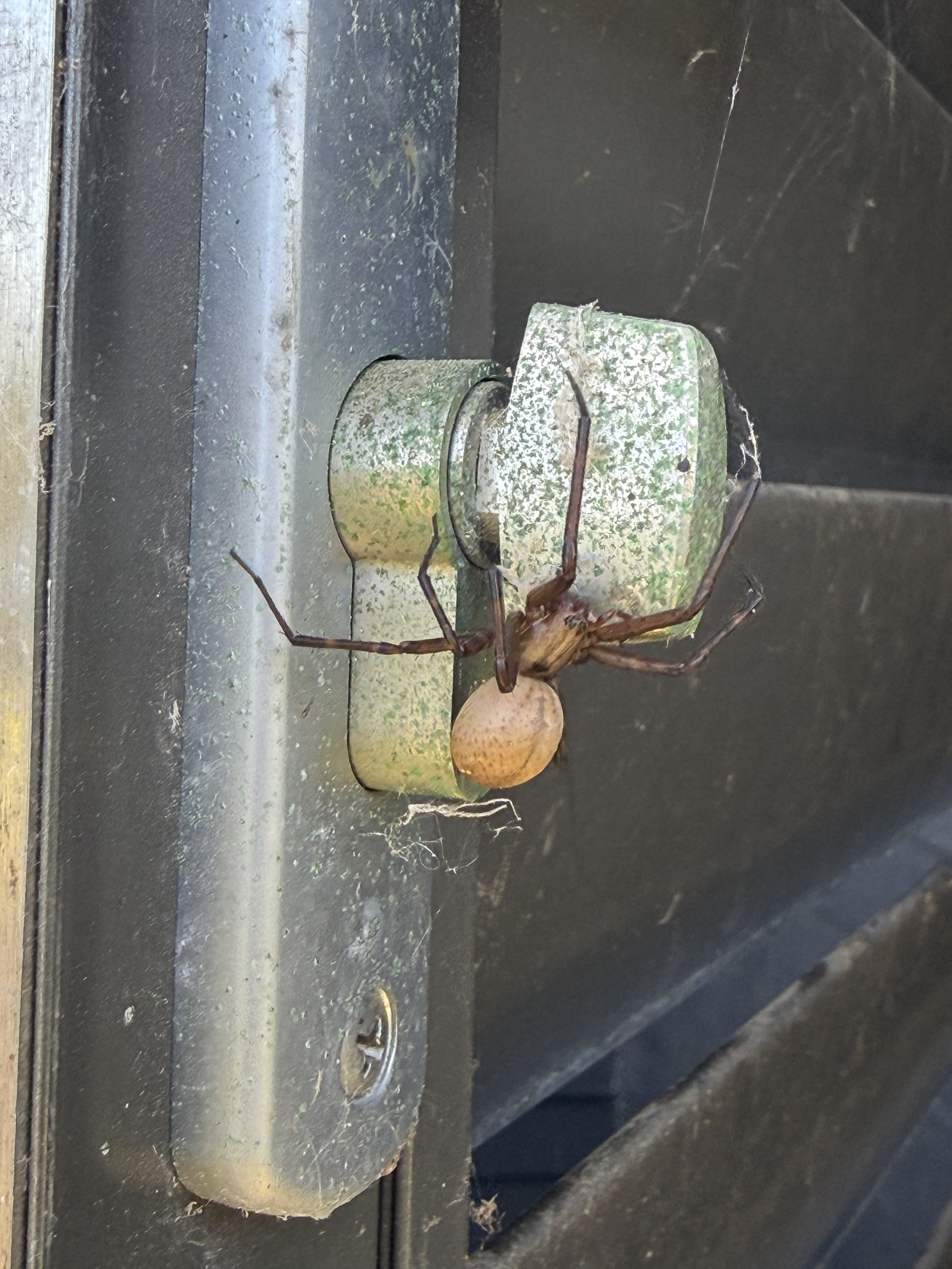 Close-up of a spider on a metal door latch with rust and cobwebs.