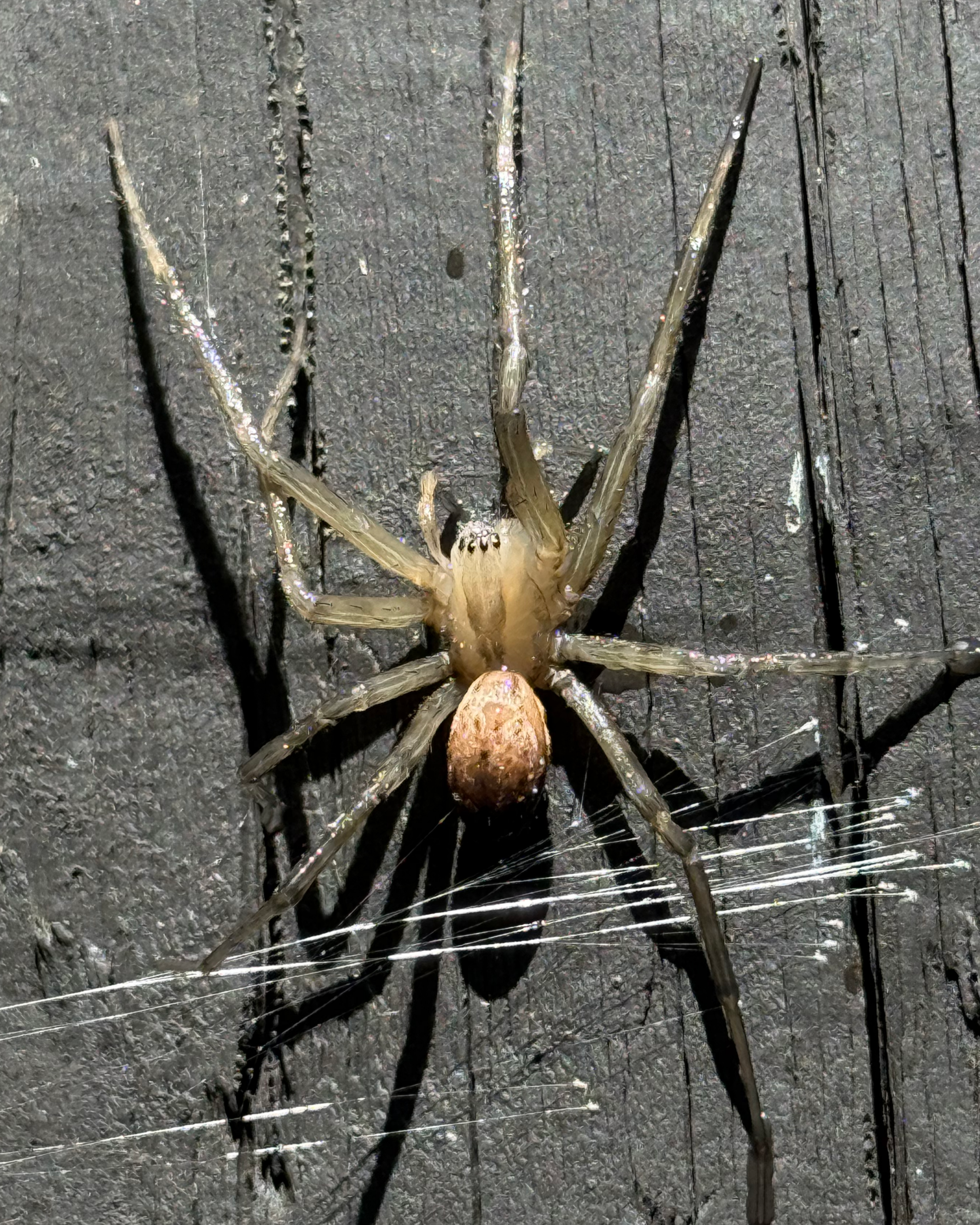 A spider with a brown abdomen and long, translucent legs on a dark textured surface, with its web visible underneath.
