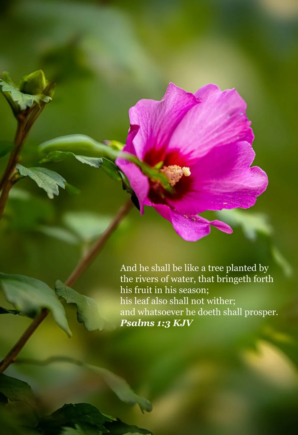 Promise to Prosper. Psalms 1:3 (Size 13 Inches X 19 Inches. Bordered to 1 Inch on all sides. Photography Print)