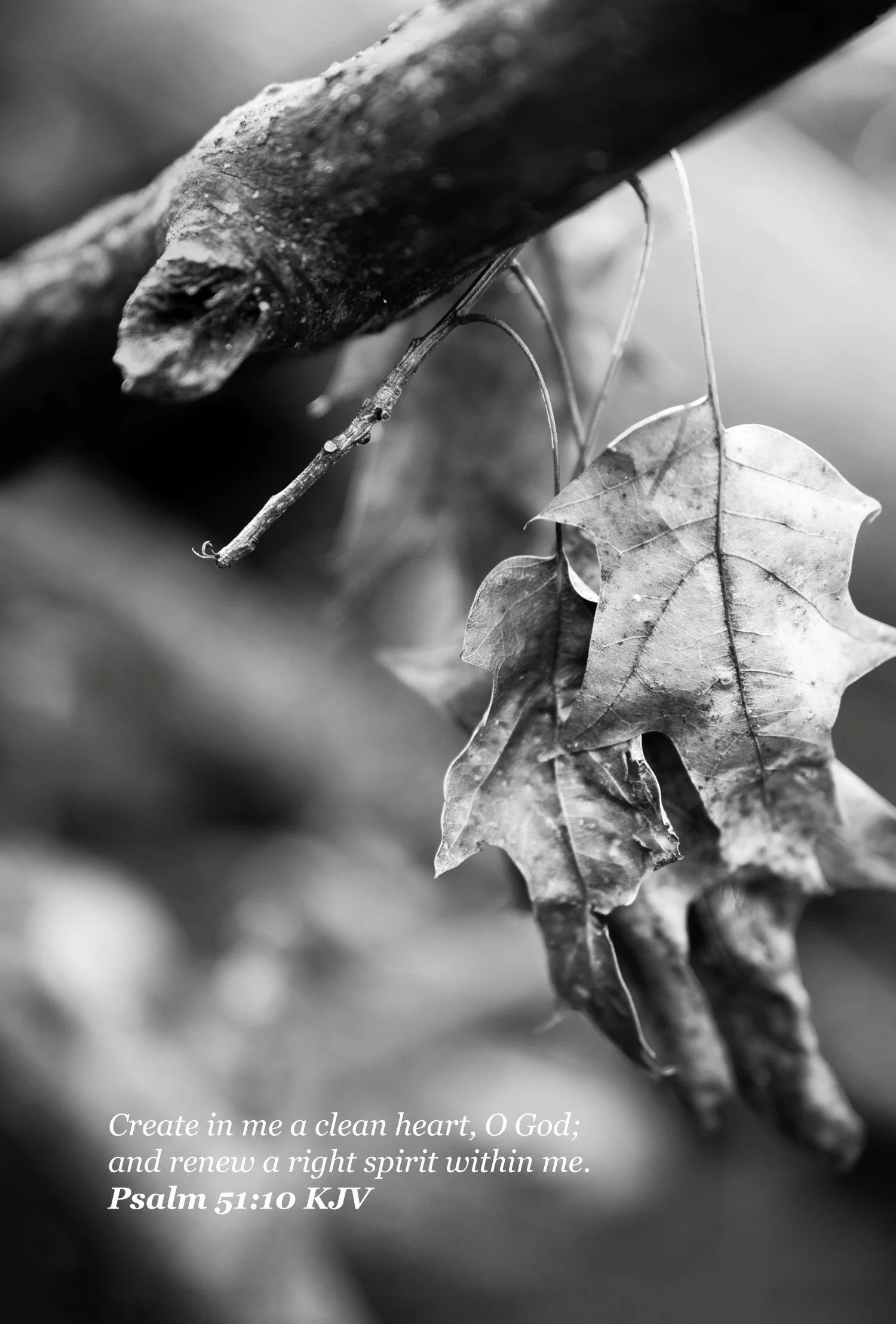 OLD LEAVES bw on branch Psalms 51-10.jpg