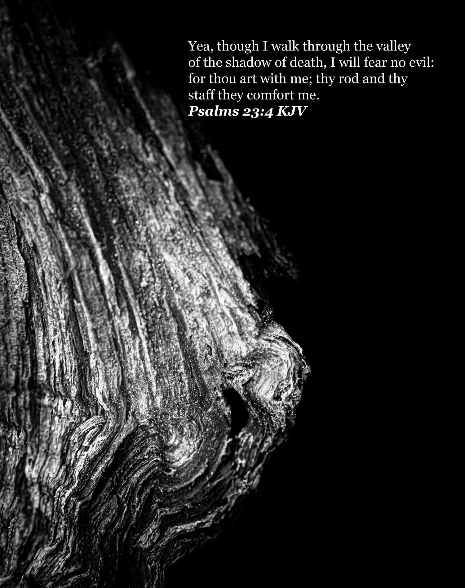 tree bark texturized version 3 BW.jpg
