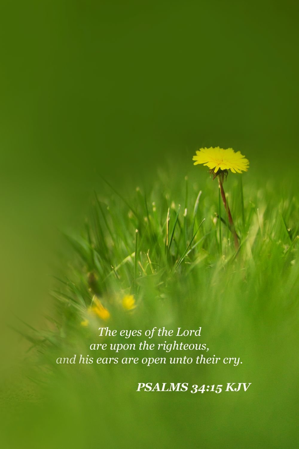 Single flower psalms 34-15 COLORED edit 2.jpg