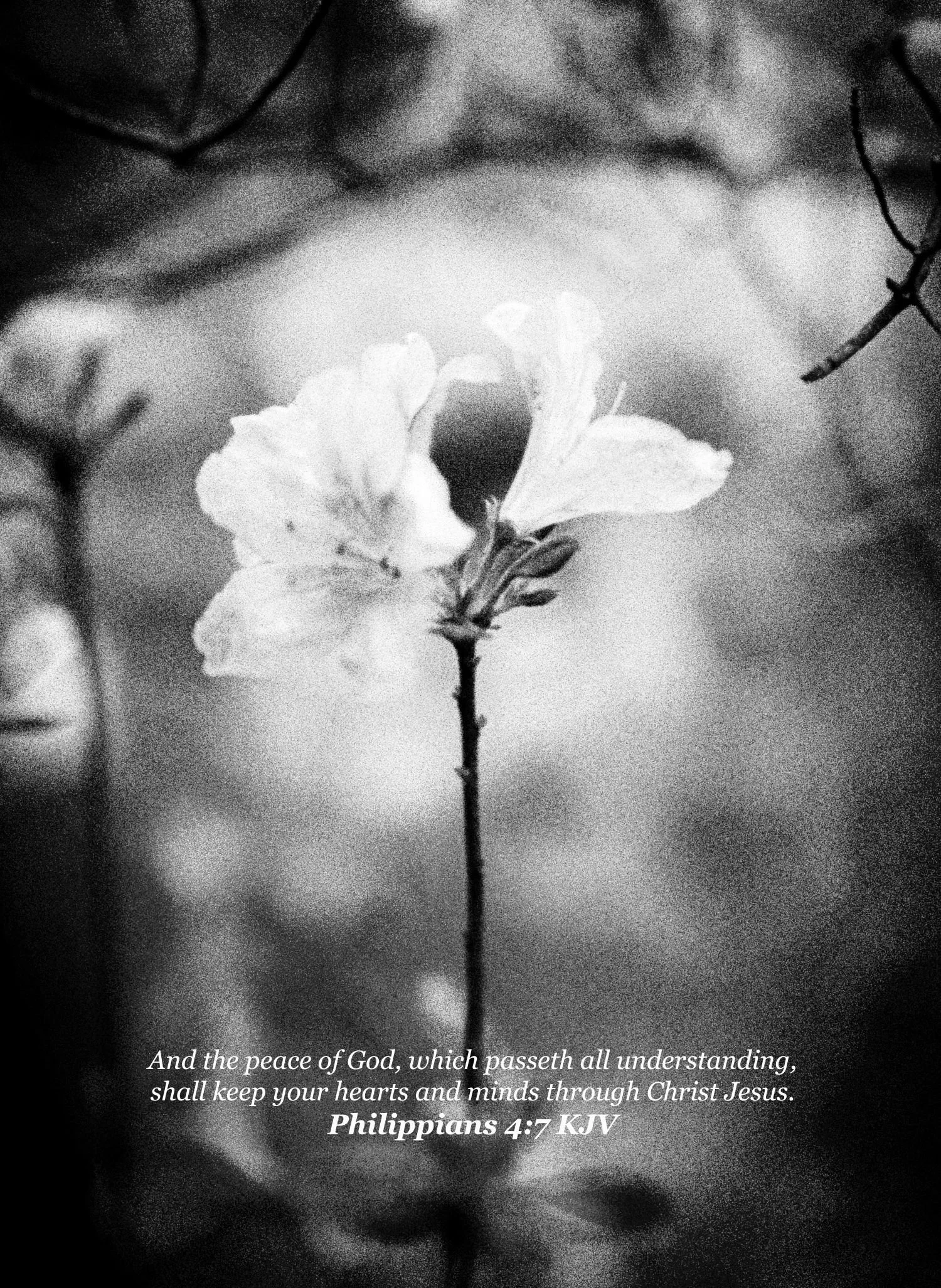 the purple flower devotional philippians 4-7 BW Version 2.jpg