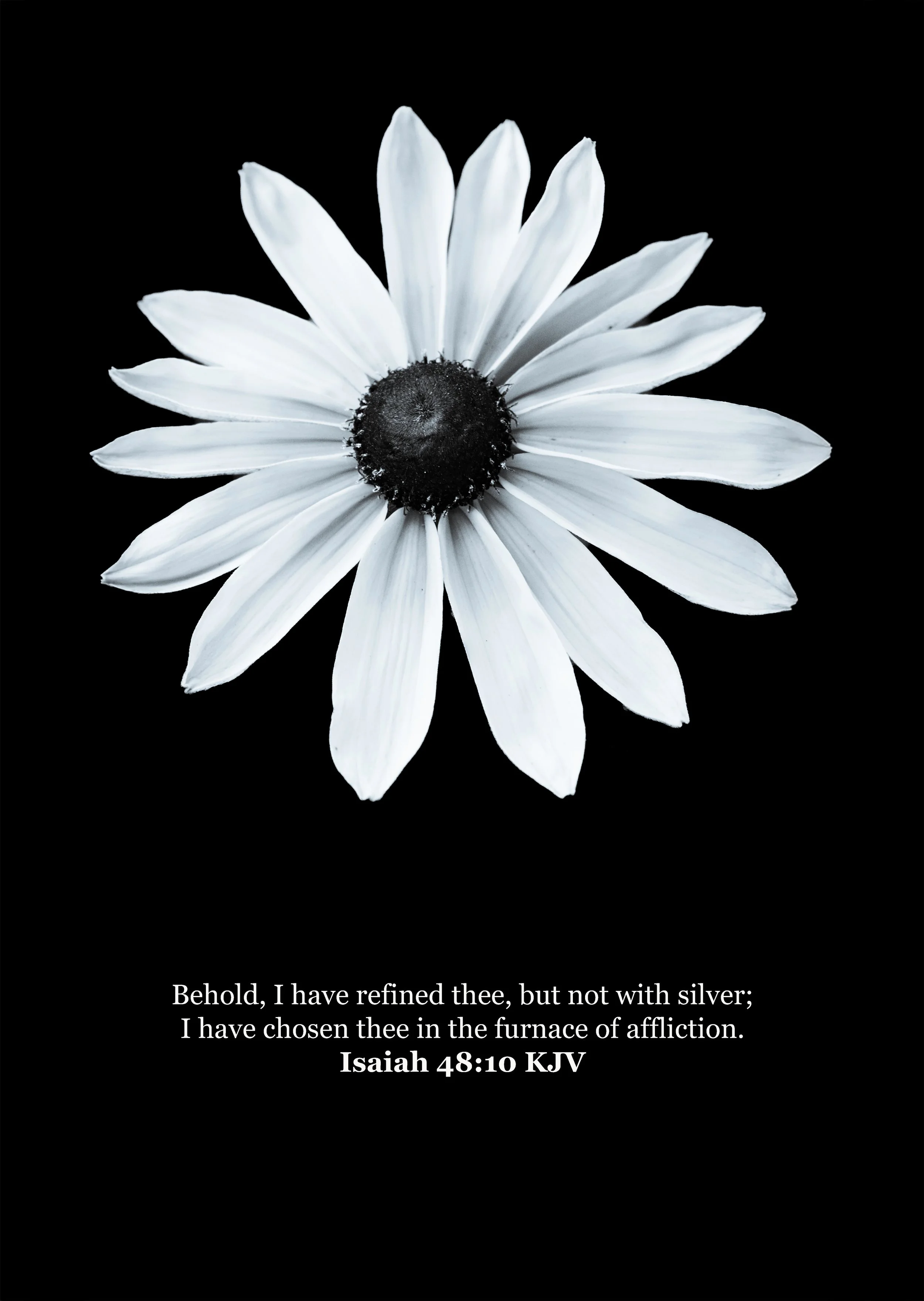 The Sunflower. Black and White. Isaiah 48:10 (Size 13 Inches X 19 Inches. Bordered to 1 Inch on all sides. Photography Print)