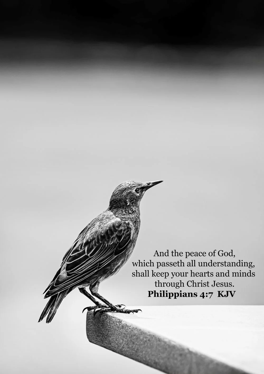 The brown feathers bw devotional.jpg
