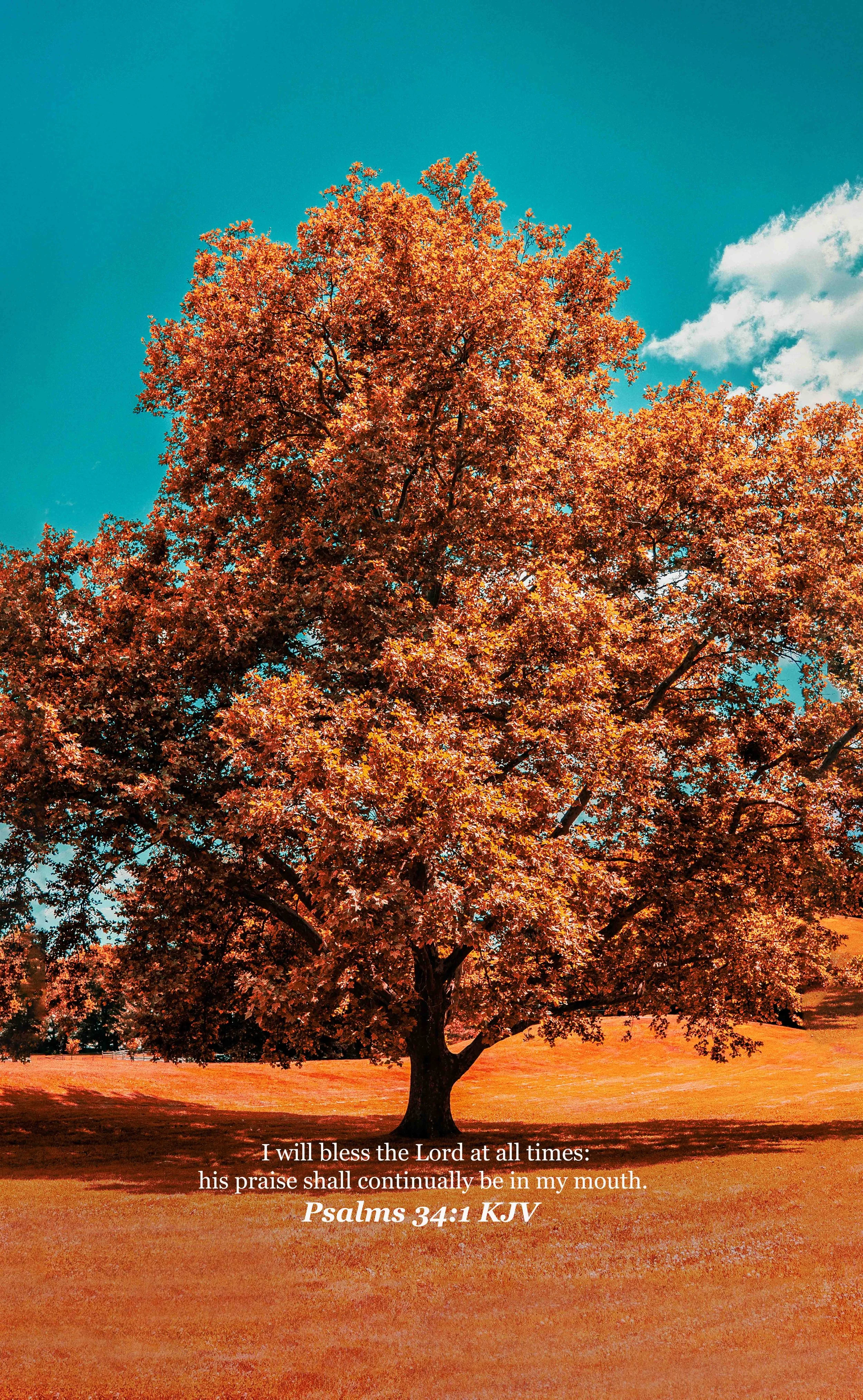 fall tree psalms 34-1 resized.jpg