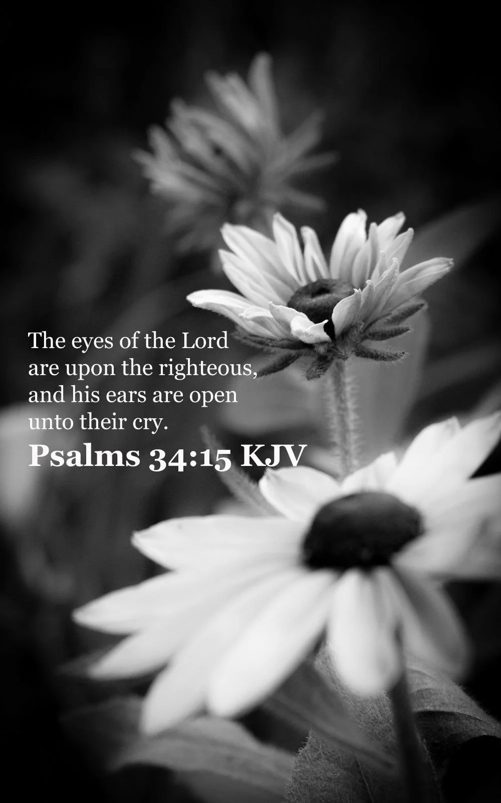 The Sunflower. Black and White. Psalms 34:15. (Size 8.5 Inches X 11 Inches. Bordered to 1 Inch on all sides. Photography Print)
