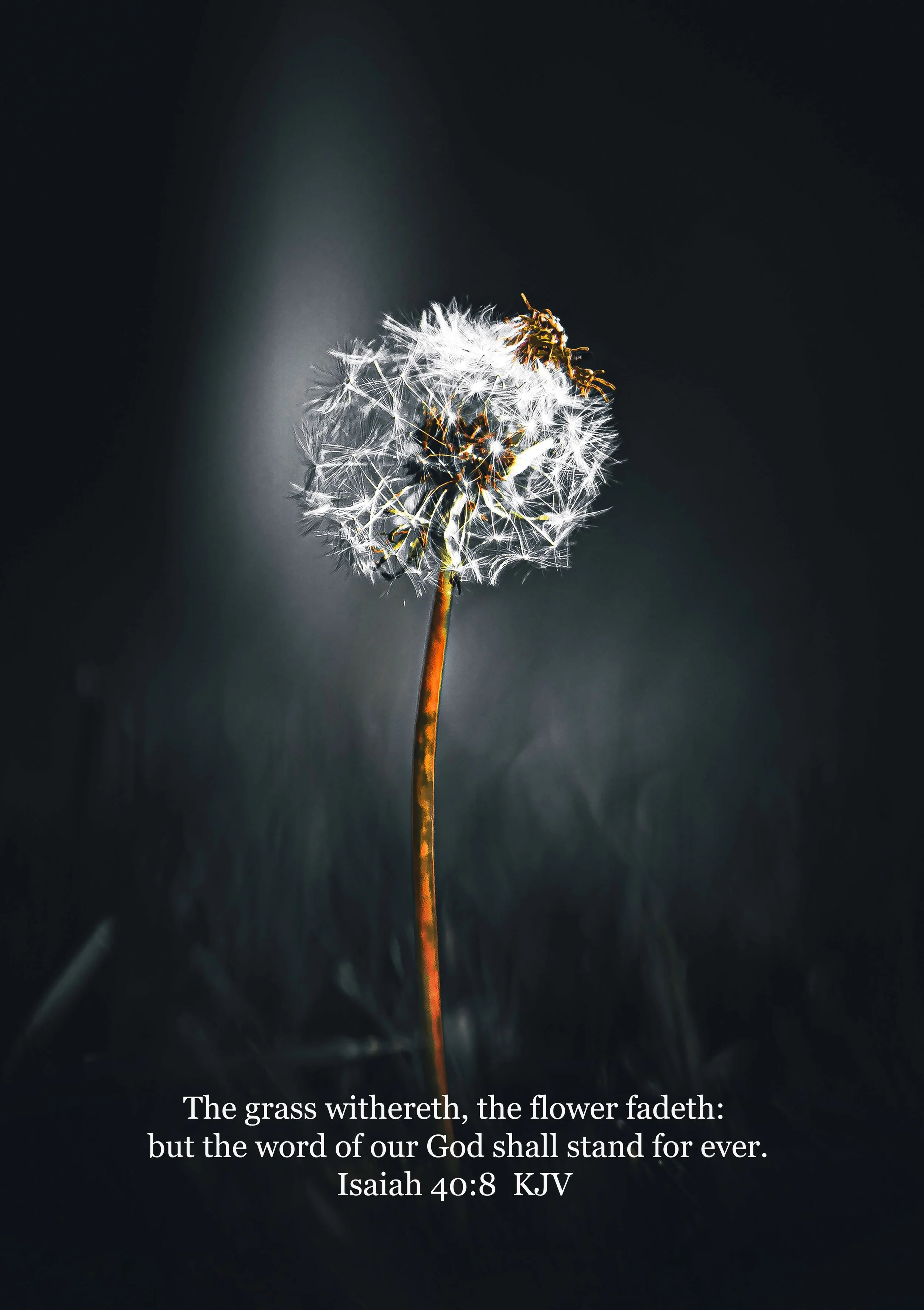 the dandilion bw isaiah 40-8 resized 2.jpg