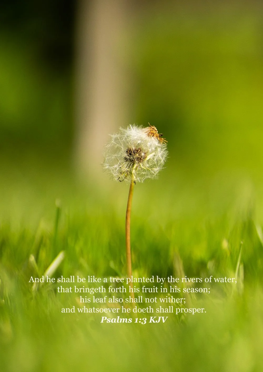 downscaled Dandilion Psalms 1-3.jpg