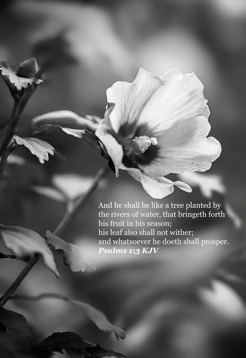 the pink flower in its element psalms 1-3 bw.jpg