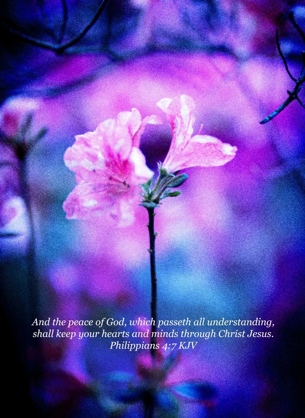 The Peace in the Storm Flower. Philippians 4:7 (Size 13 Inches X 19 Inches. Bordered to 1 Inch on all sides. Photography Print)
