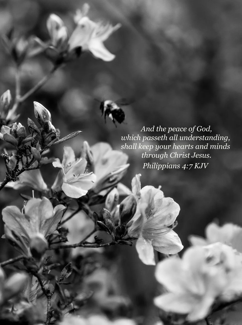 The Bee. Philippians 4:7