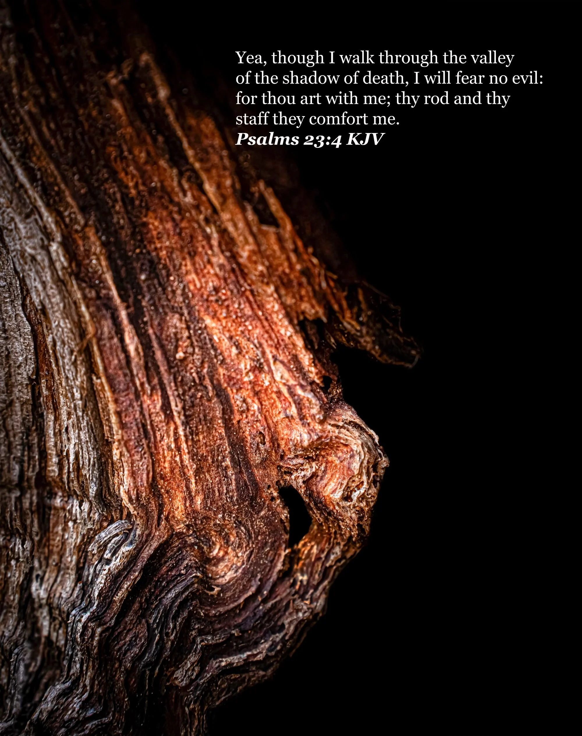 tree bark texturized version 2.jpg