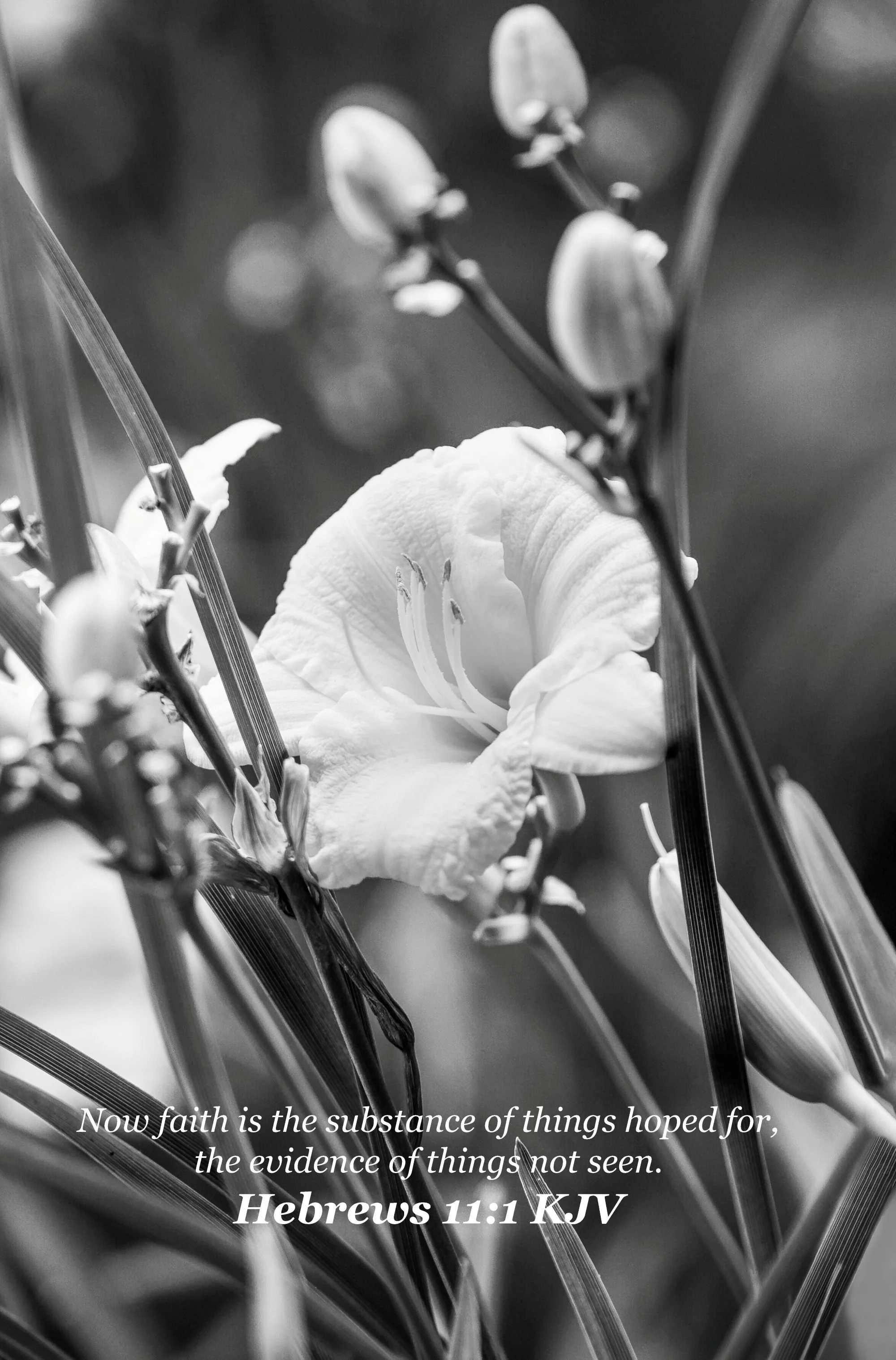 the yellow flower hebrews 11-1 BW VERSION 3.jpg