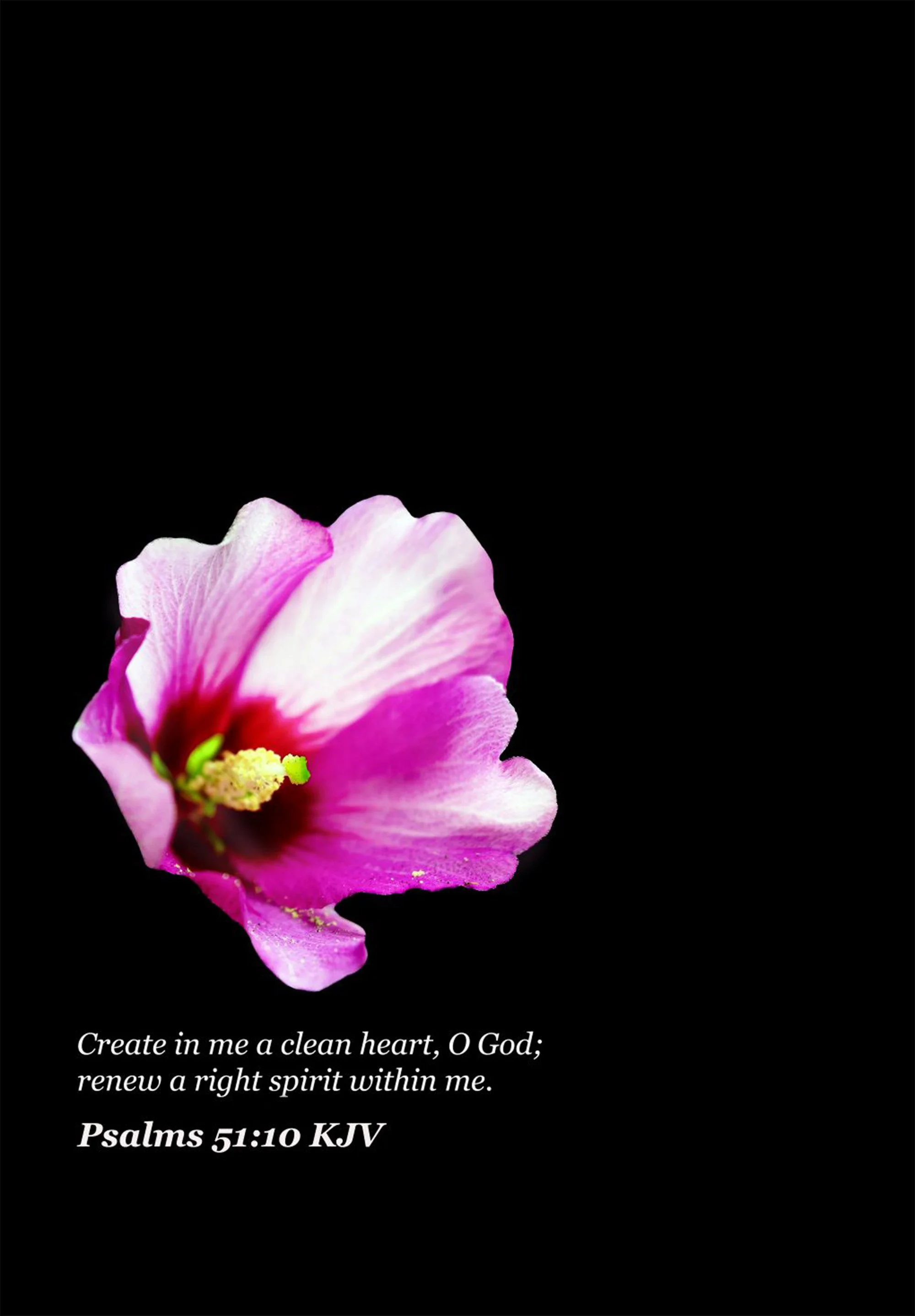 Floral Pink. Psalms 51:10 (Size 13 Inches X 19 Inches. Bordered to 1 Inch on all sides. Photography Print)