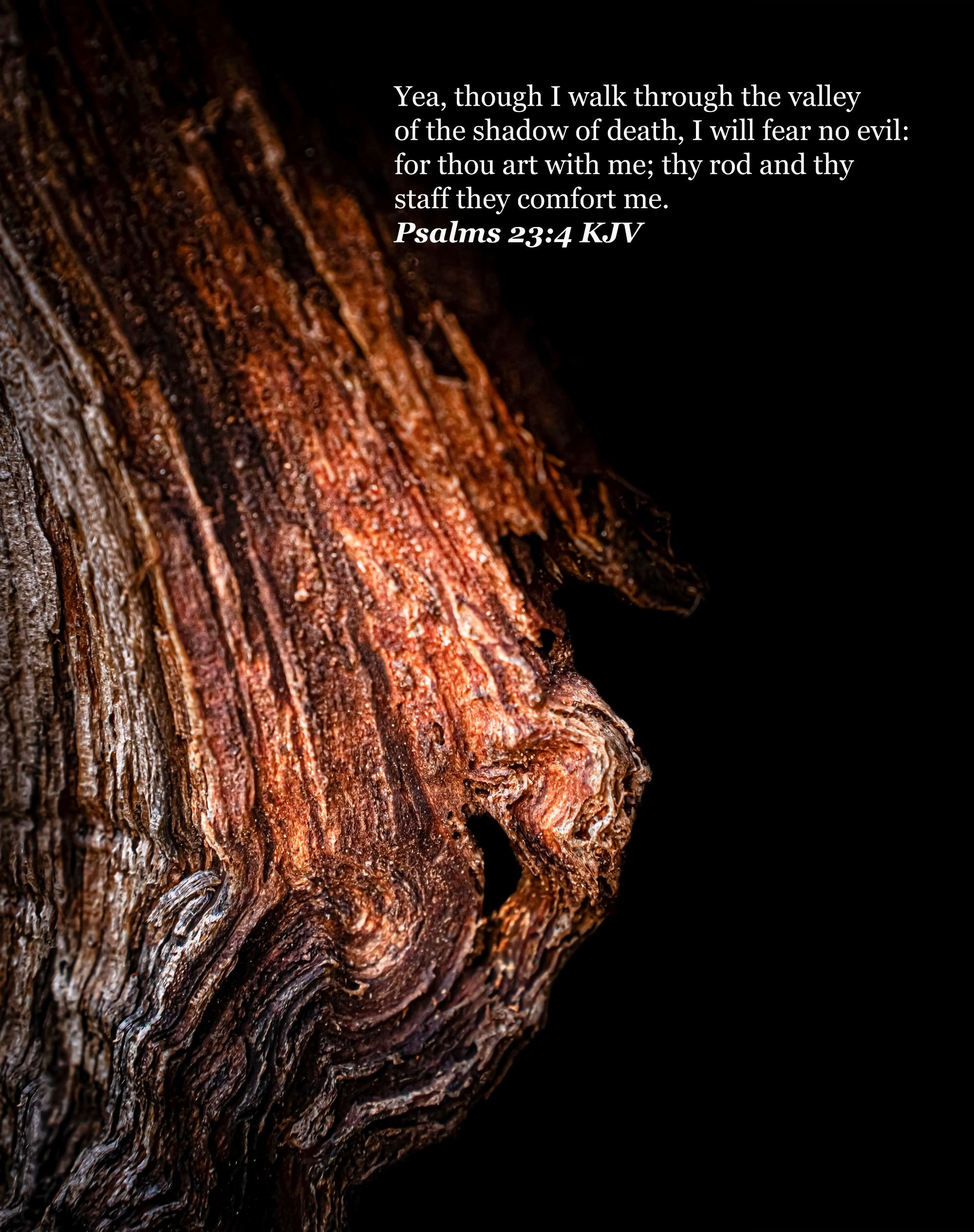 tree bark texturized version 2.jpg