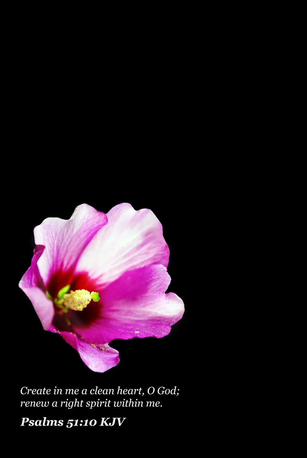 pink rose PSALMS 51-10 # 3.jpg