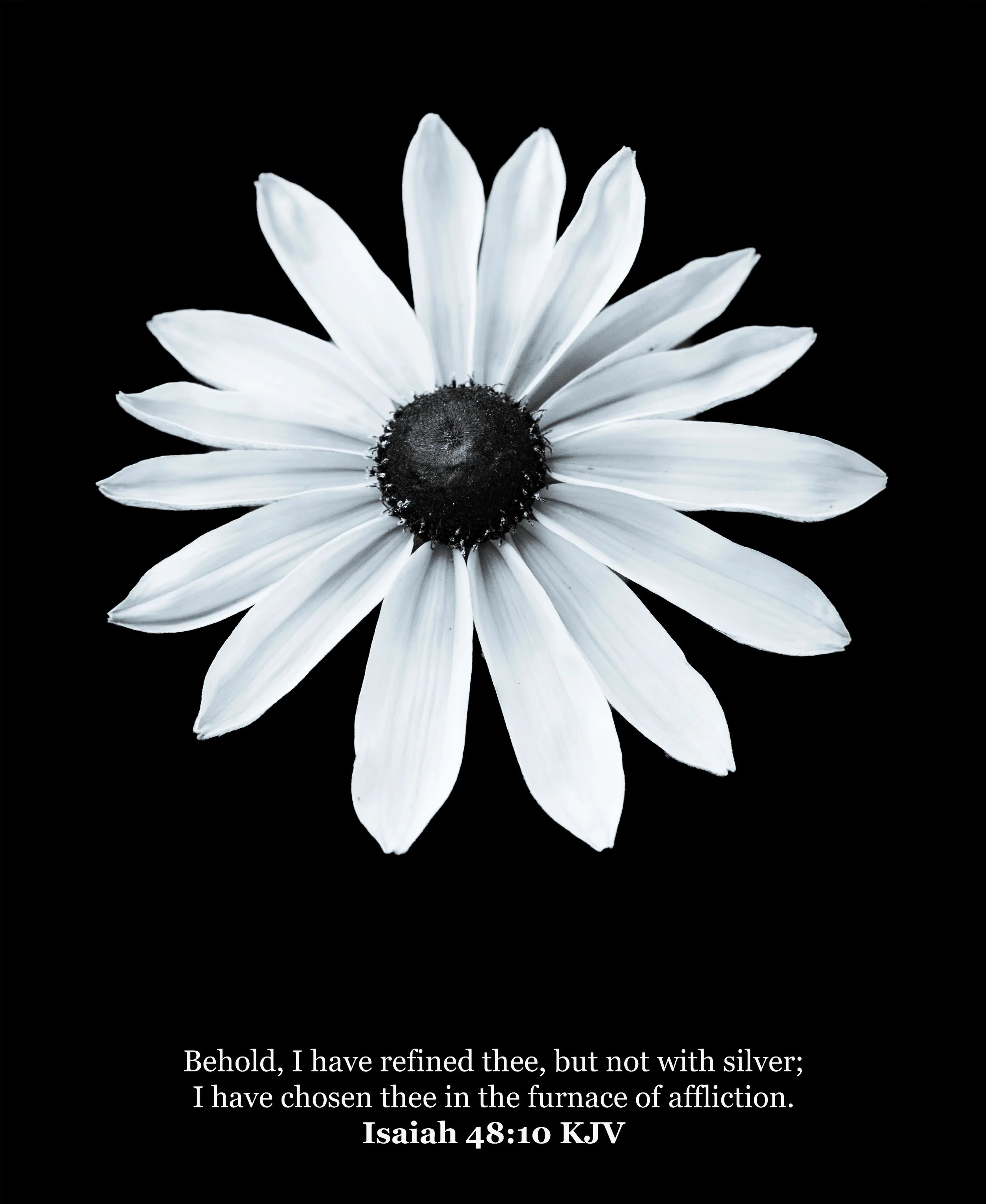 BLACK AND WHITE LONE SUNFLOWER ISAIAH 48-10 part 3.jpg