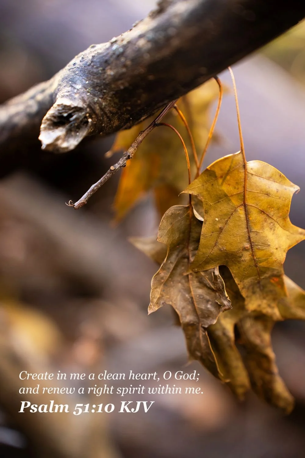 OLD LEAVES on branch Psalms 51-10.jpg