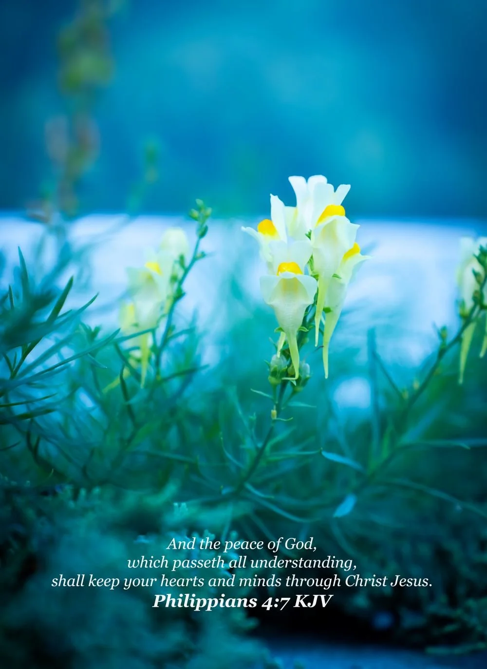 Yellow and white flower devotional 3.jpg