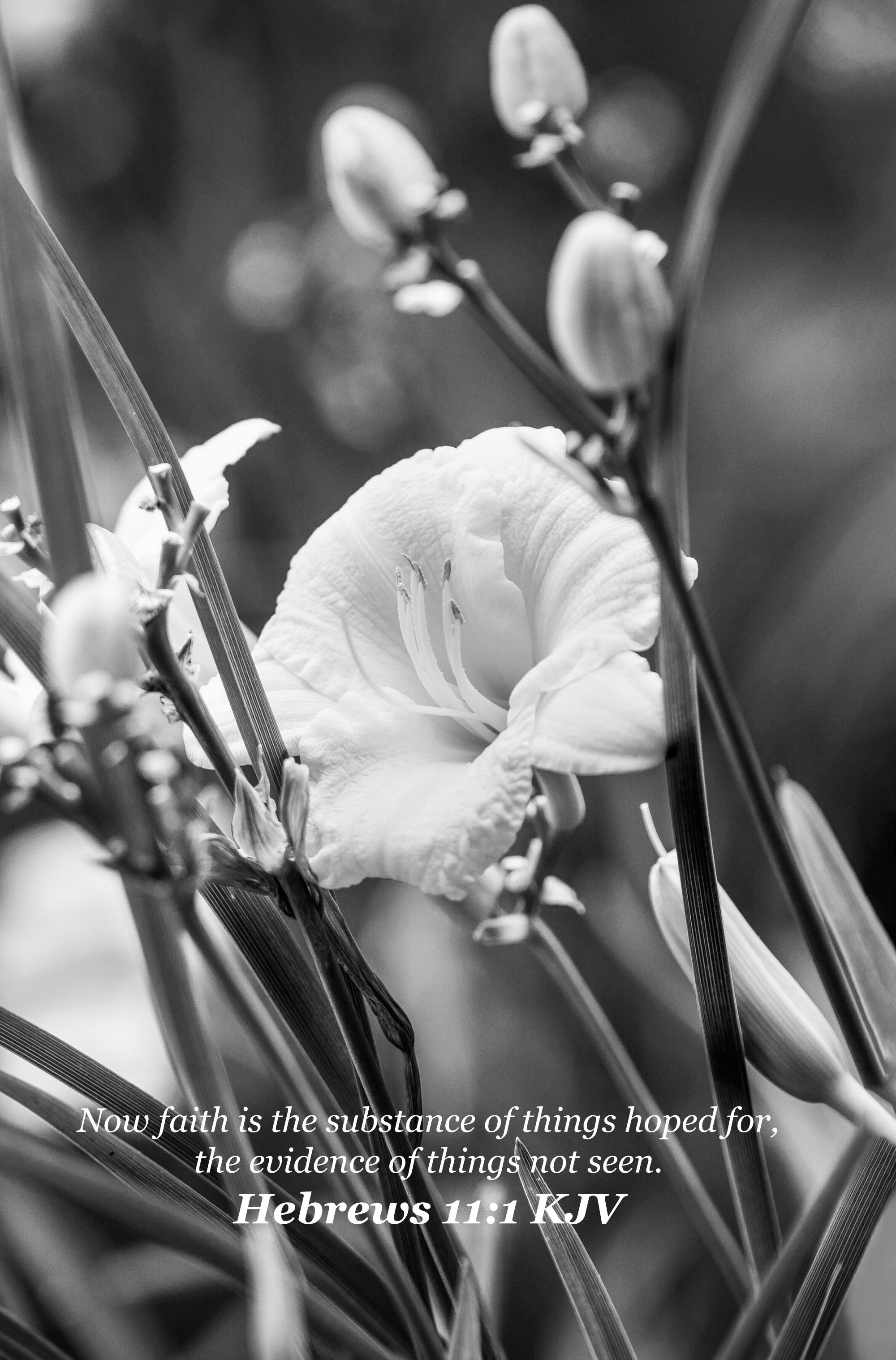 the yellow flower hebrews 11-1 BW VERSION 3.jpg