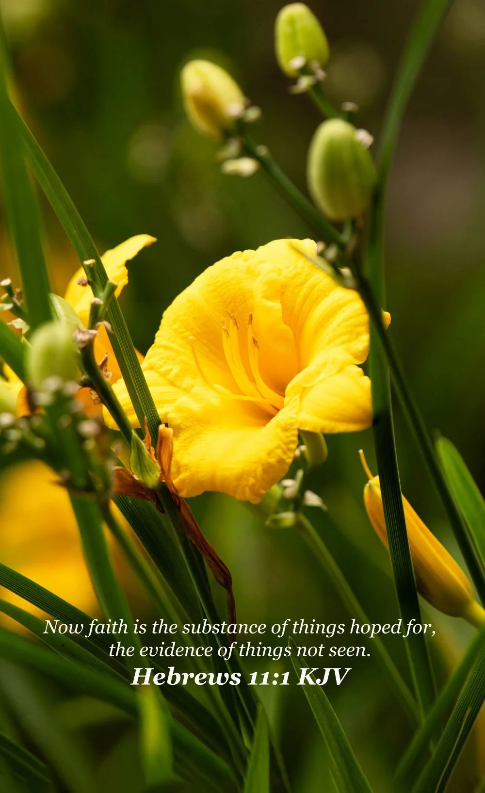 THE Yellow flower hebrews 11-1 version 2.jpg