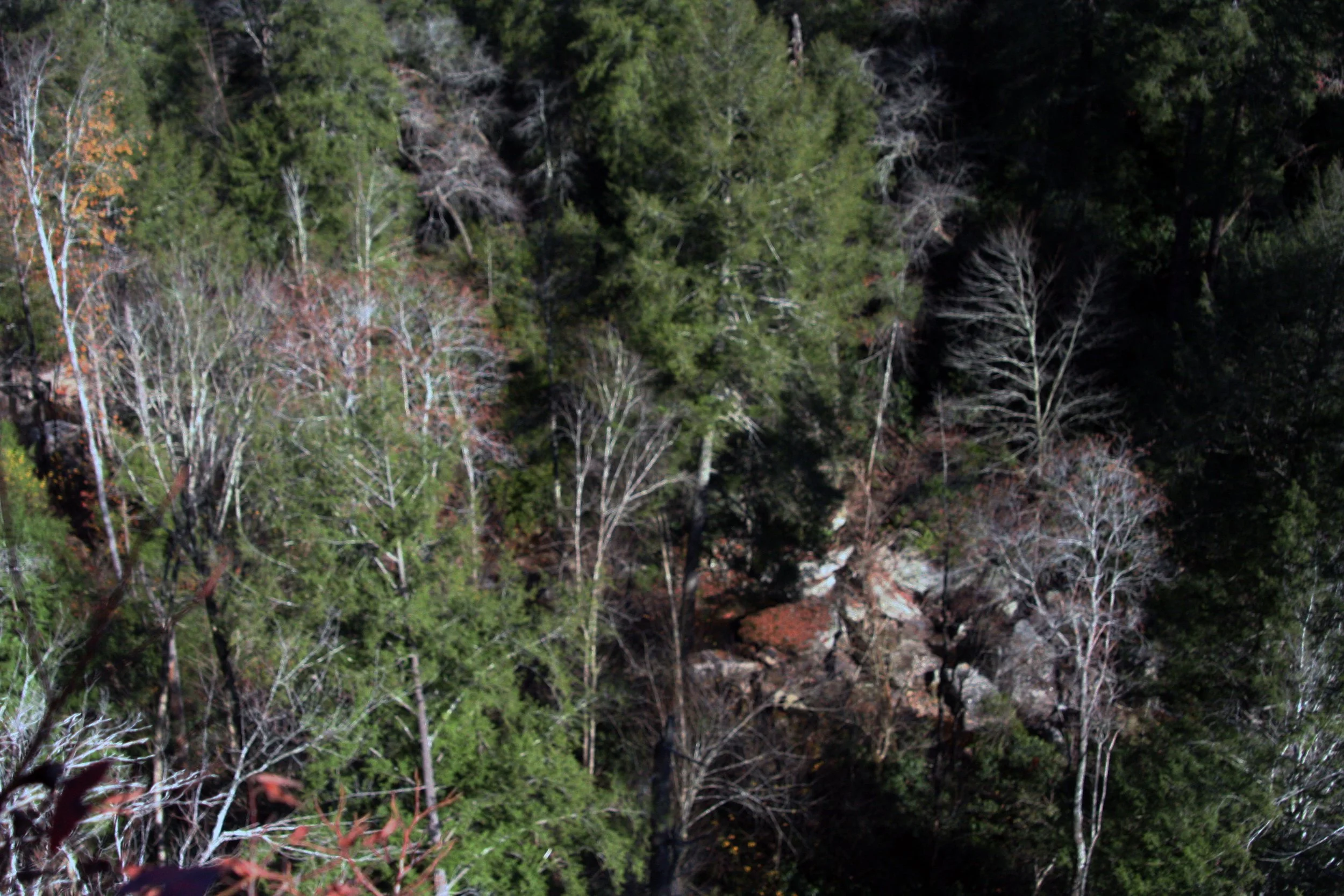 2011Nov11 SavageGulfHike (24).jpg