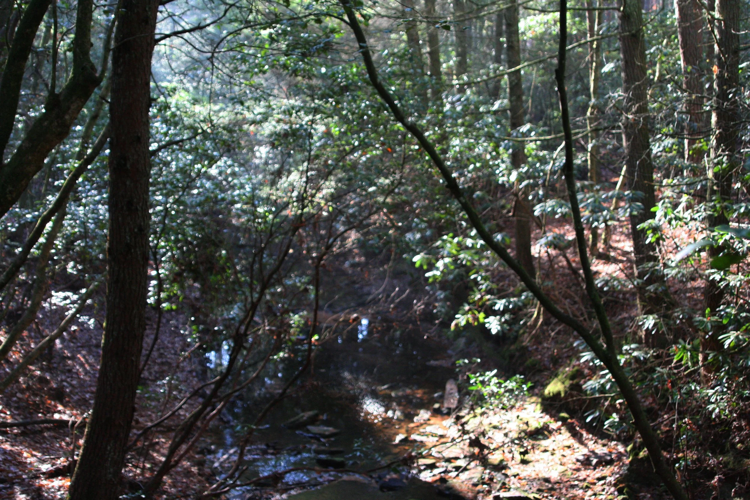 2011Nov11 SavageGulfHike (3).jpg