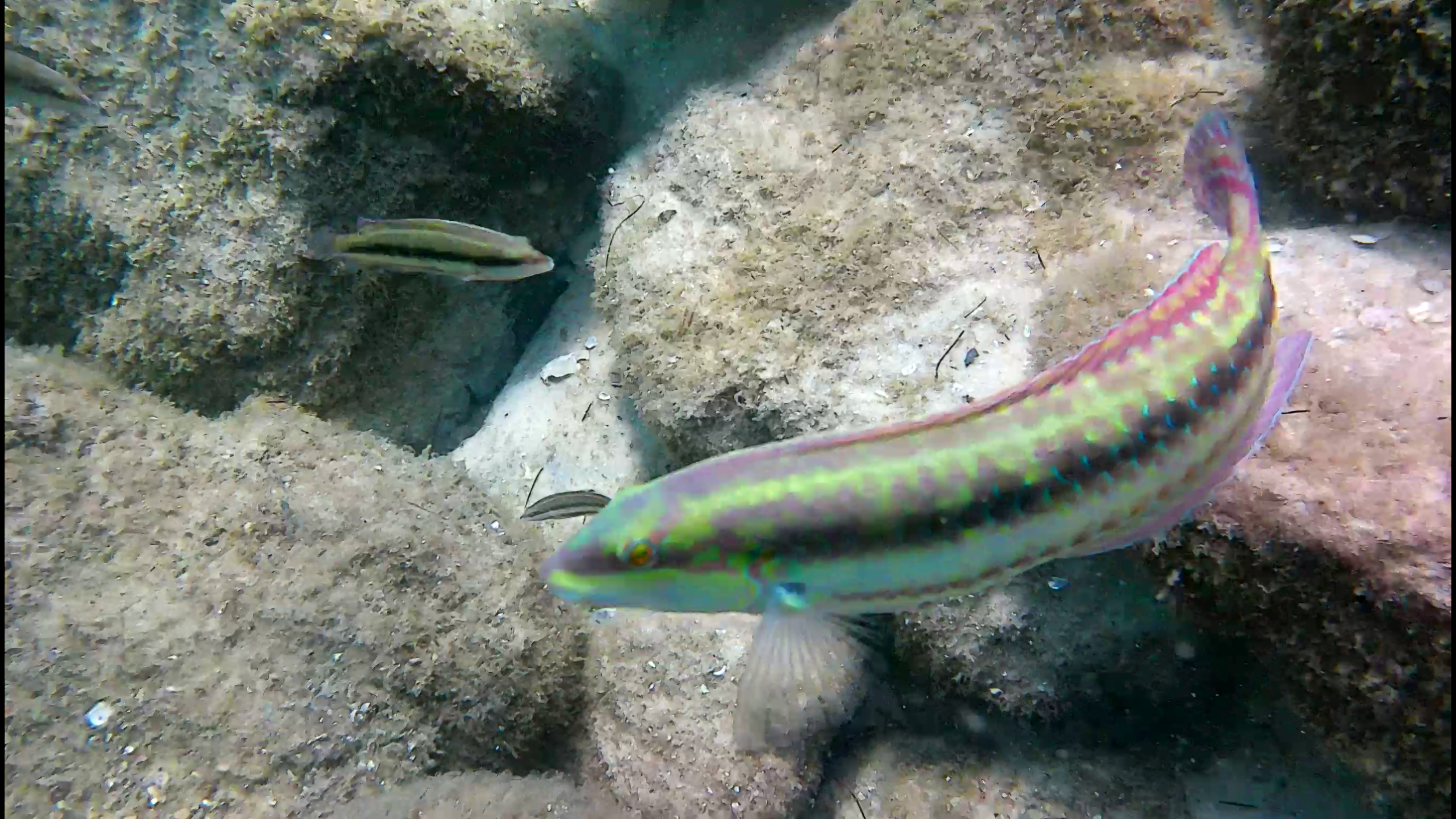 Destin - Finger Jetty - Nov dive