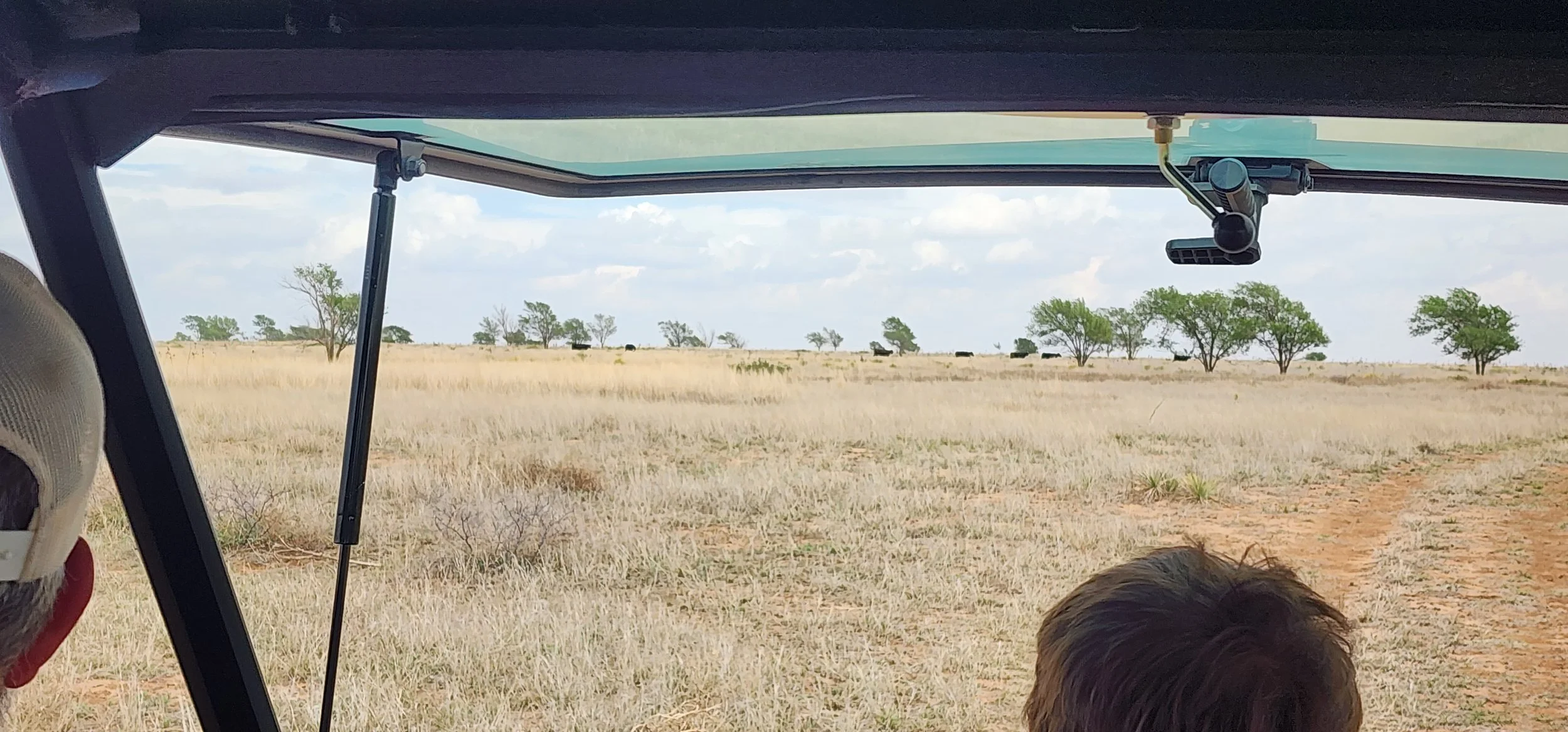 Counting cattle