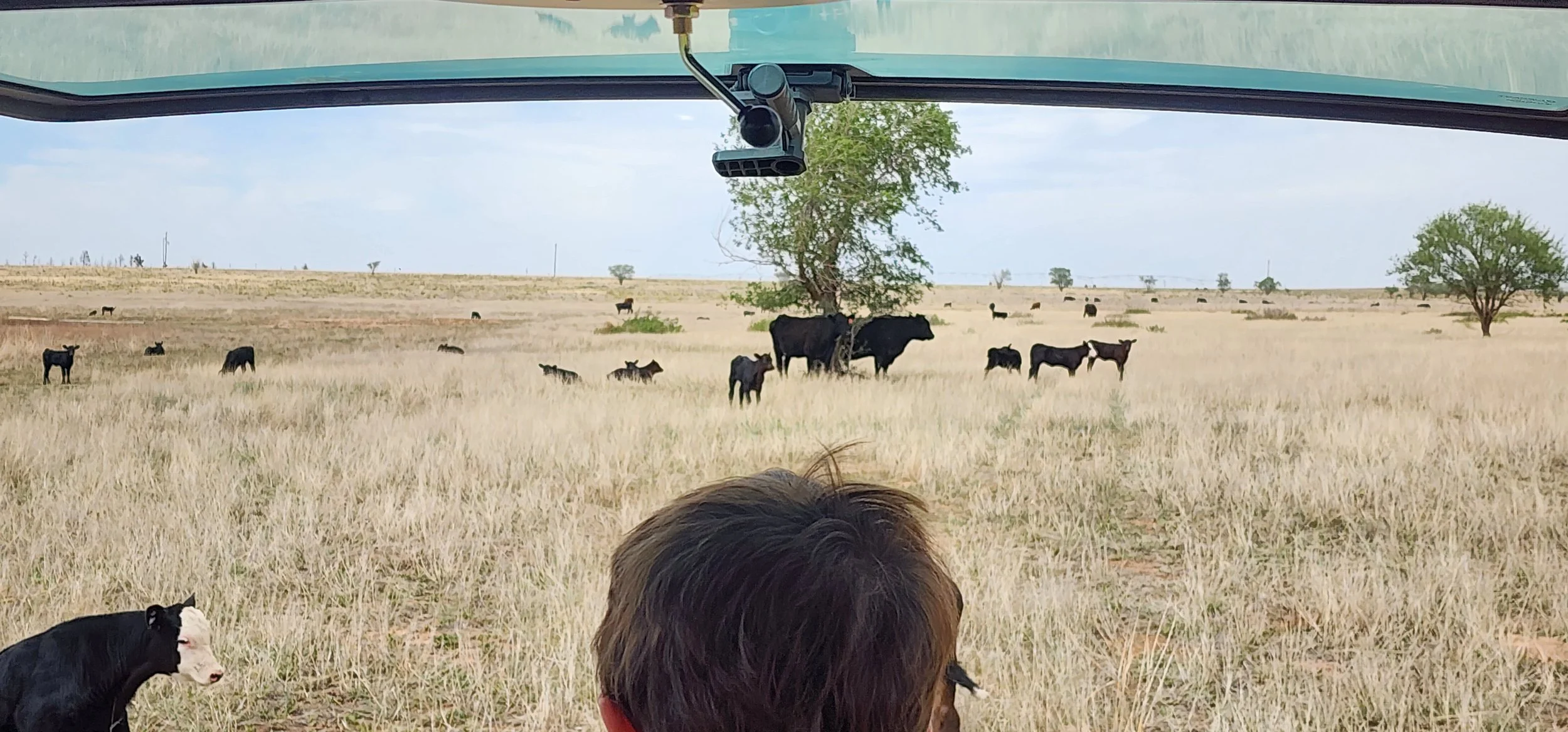 Counting cattle