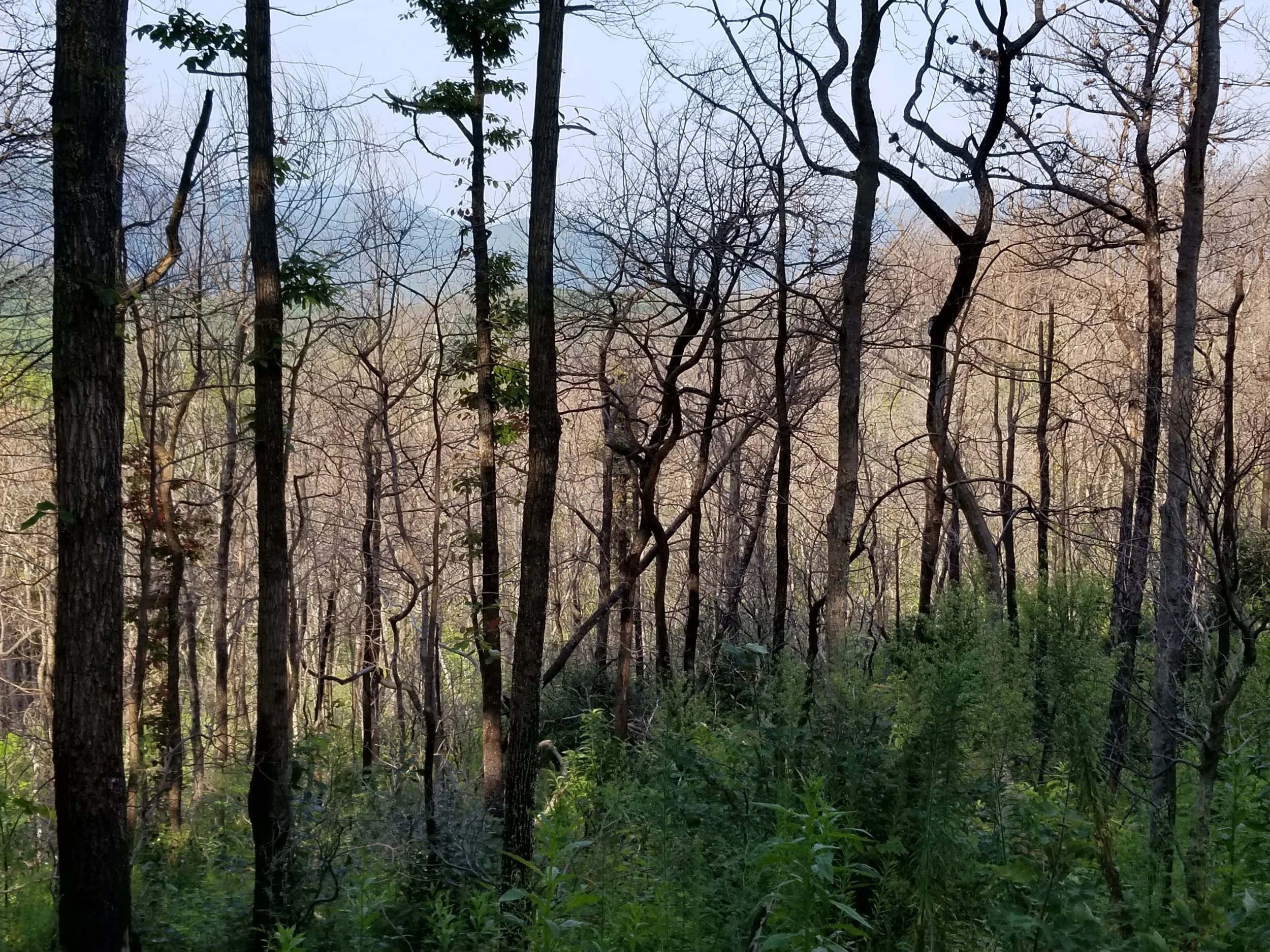 20180826_093326.jpg