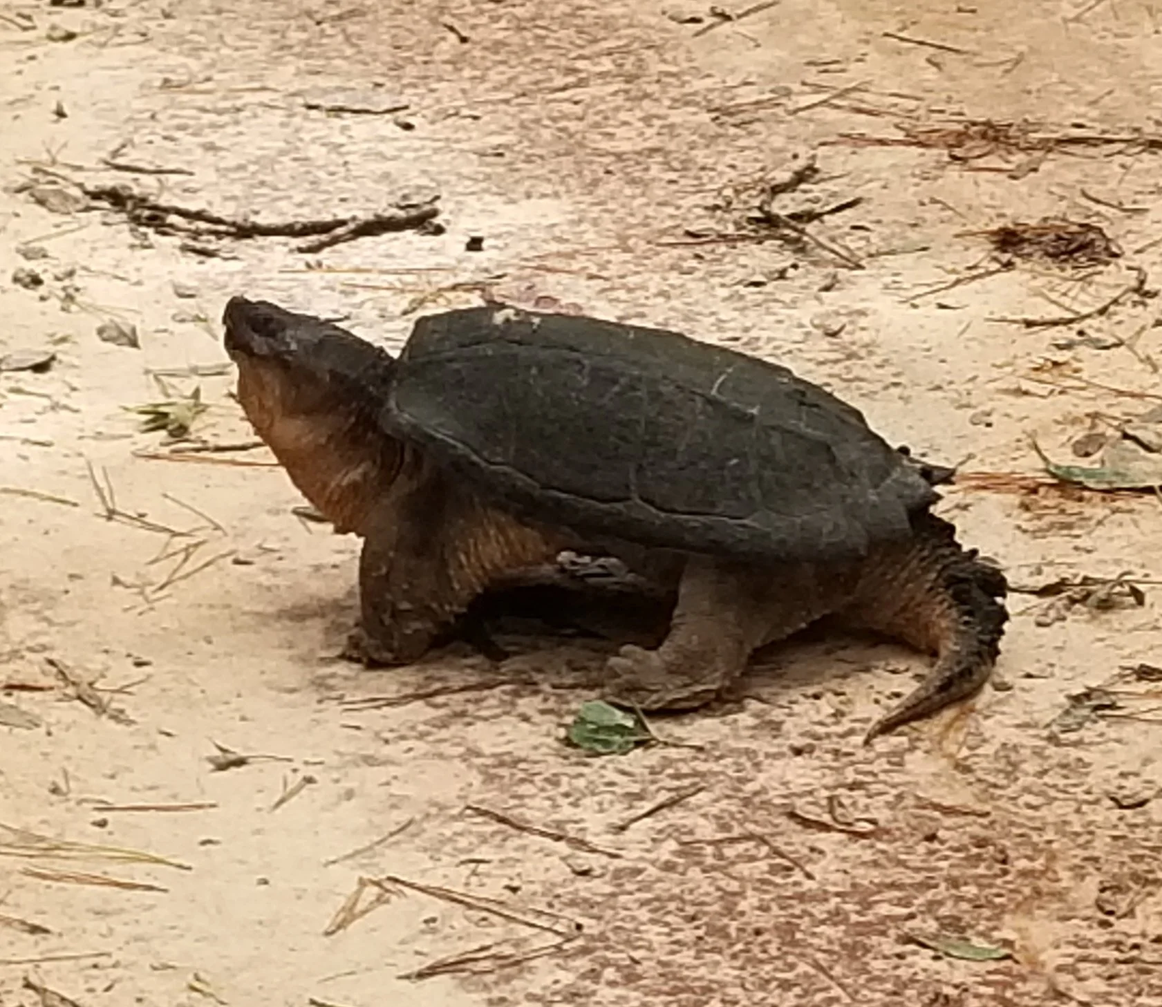 2020Sept17 Hurricane Sally - Vortex (38).jpg
