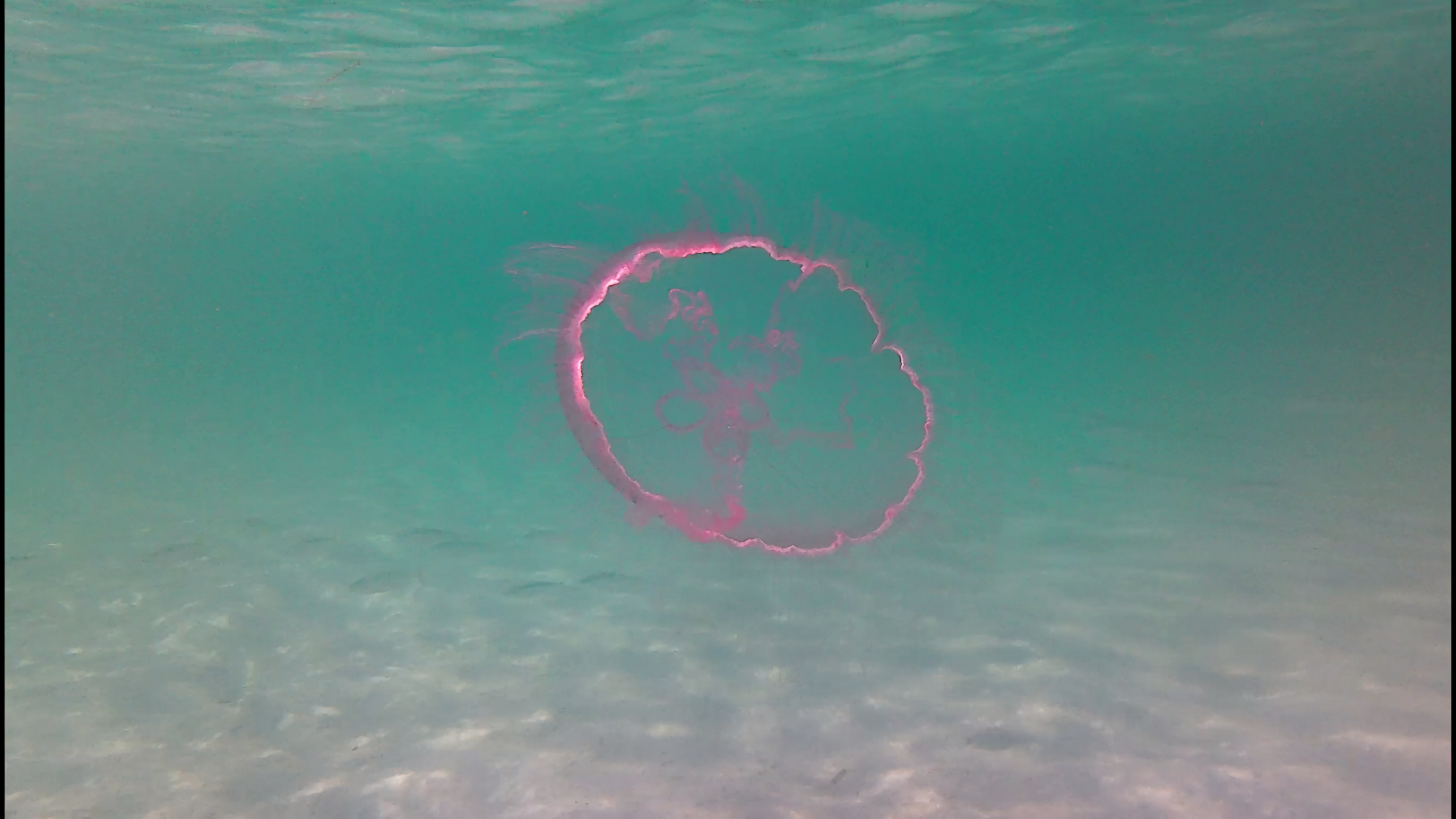Mermaid-DestinSpokeJetty021.png