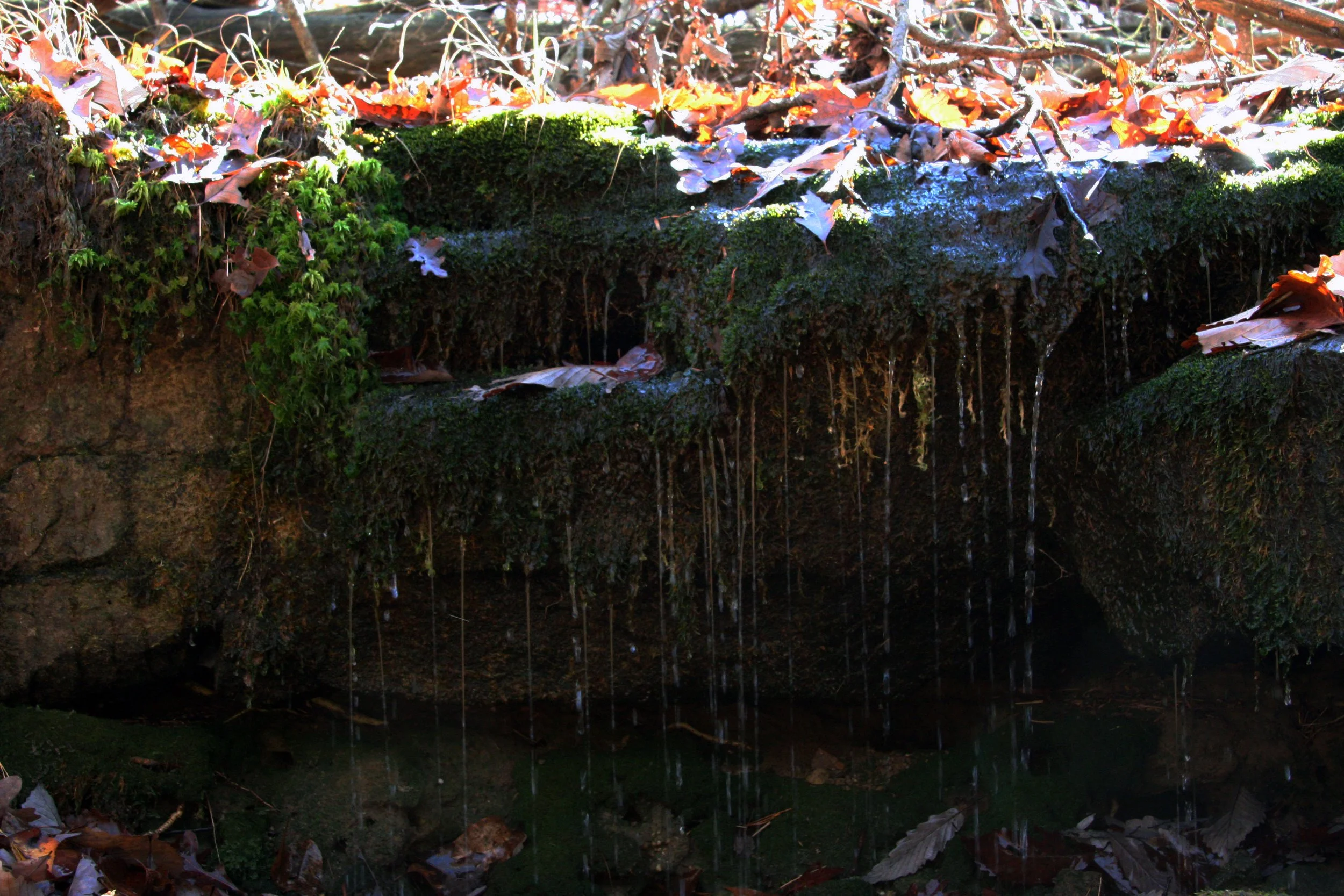 2011Nov11 SavageGulfHike (36).jpg