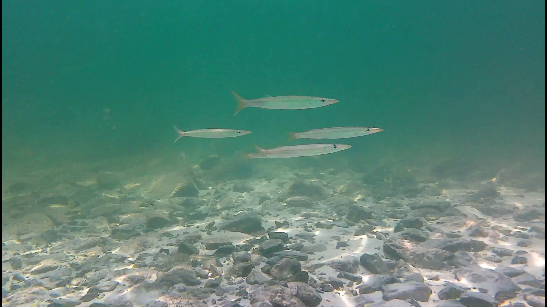 Destin - Finger Jetty - Nov dive