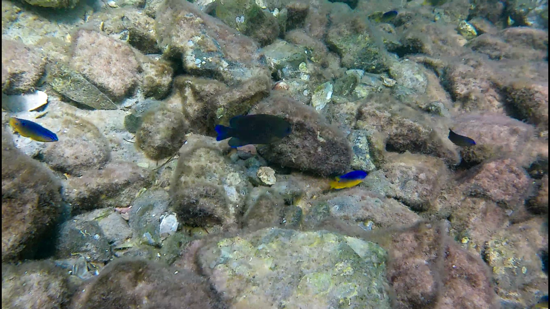 Mermaid-DestinSpokeJetty035.png