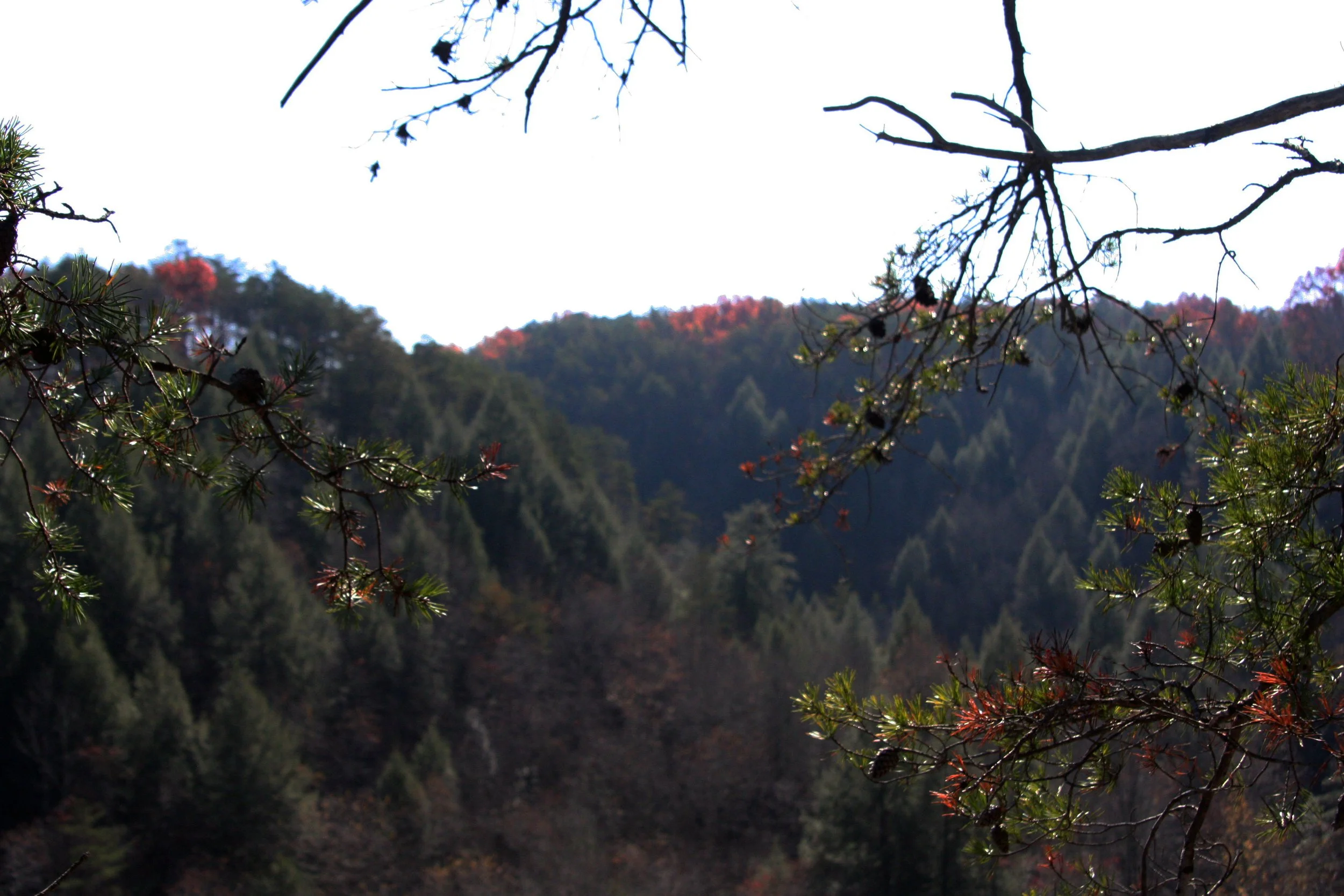 2011Nov11 SavageGulfHike (23).jpg