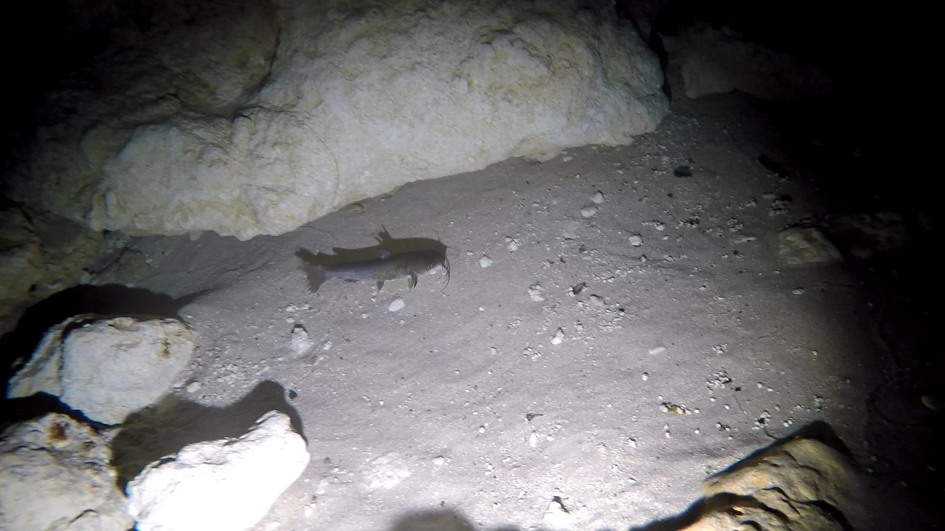 GOPR0718.MP4_snapshot_03.09_[2021.04.13_18.24.56].jpg