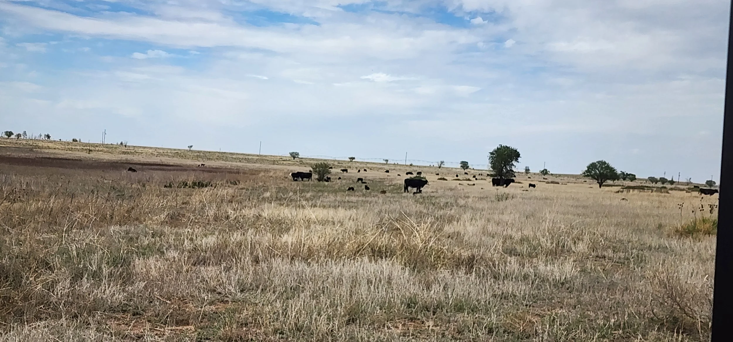 Counting cattle