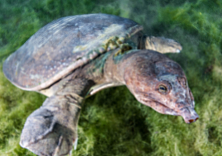 virgule-turttle.PNG