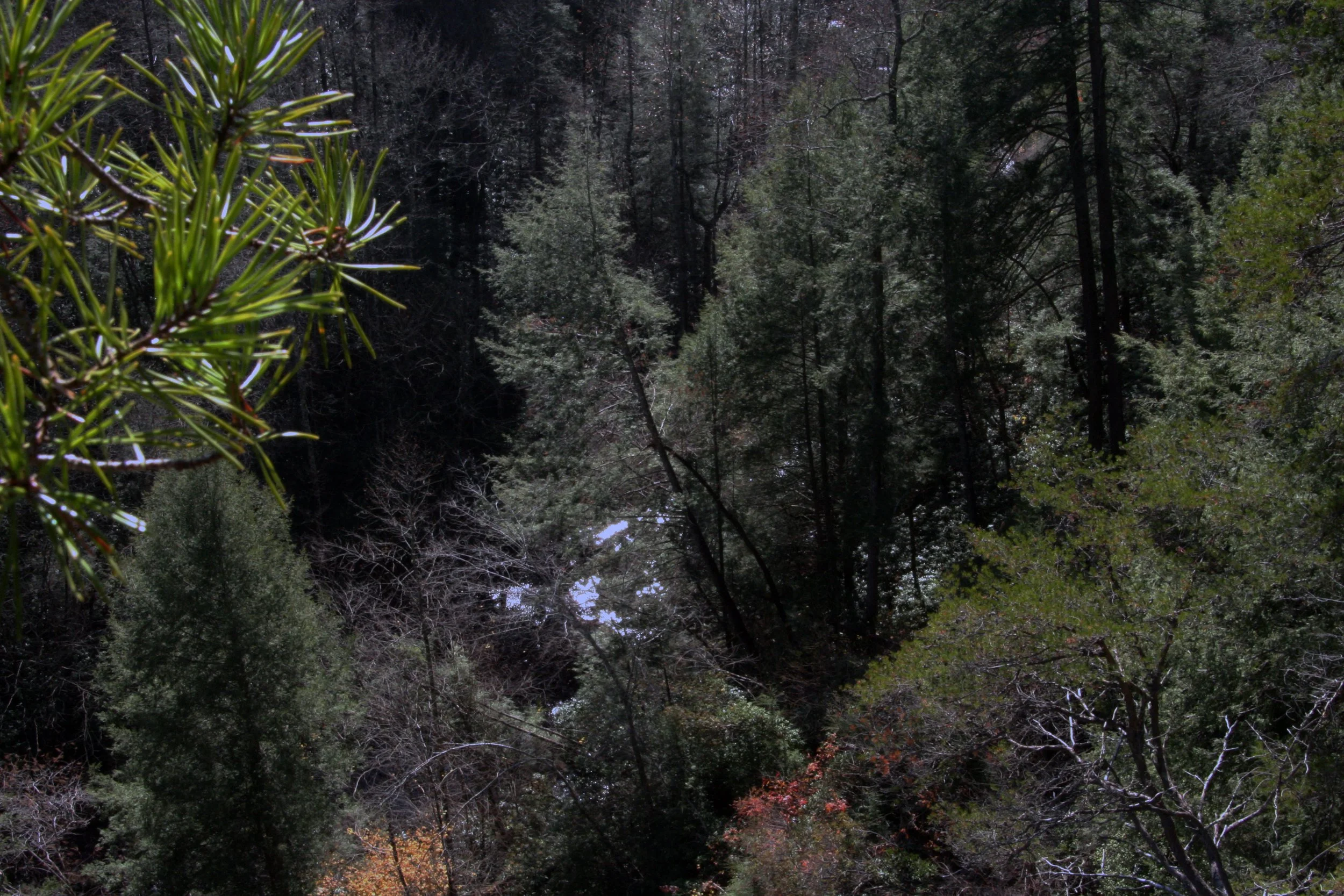 2011Nov11 SavageGulfHike (26).jpg