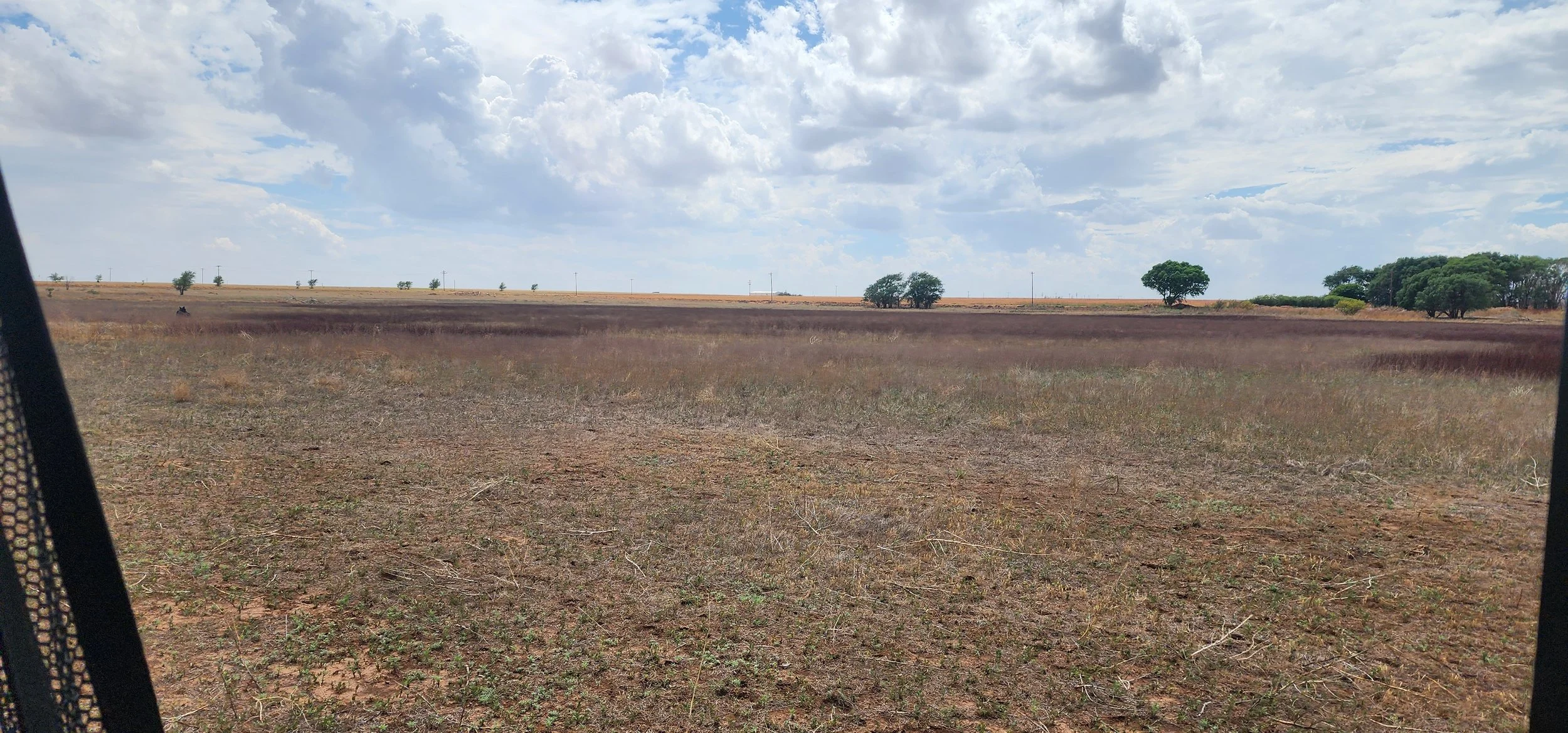 Counting cattle