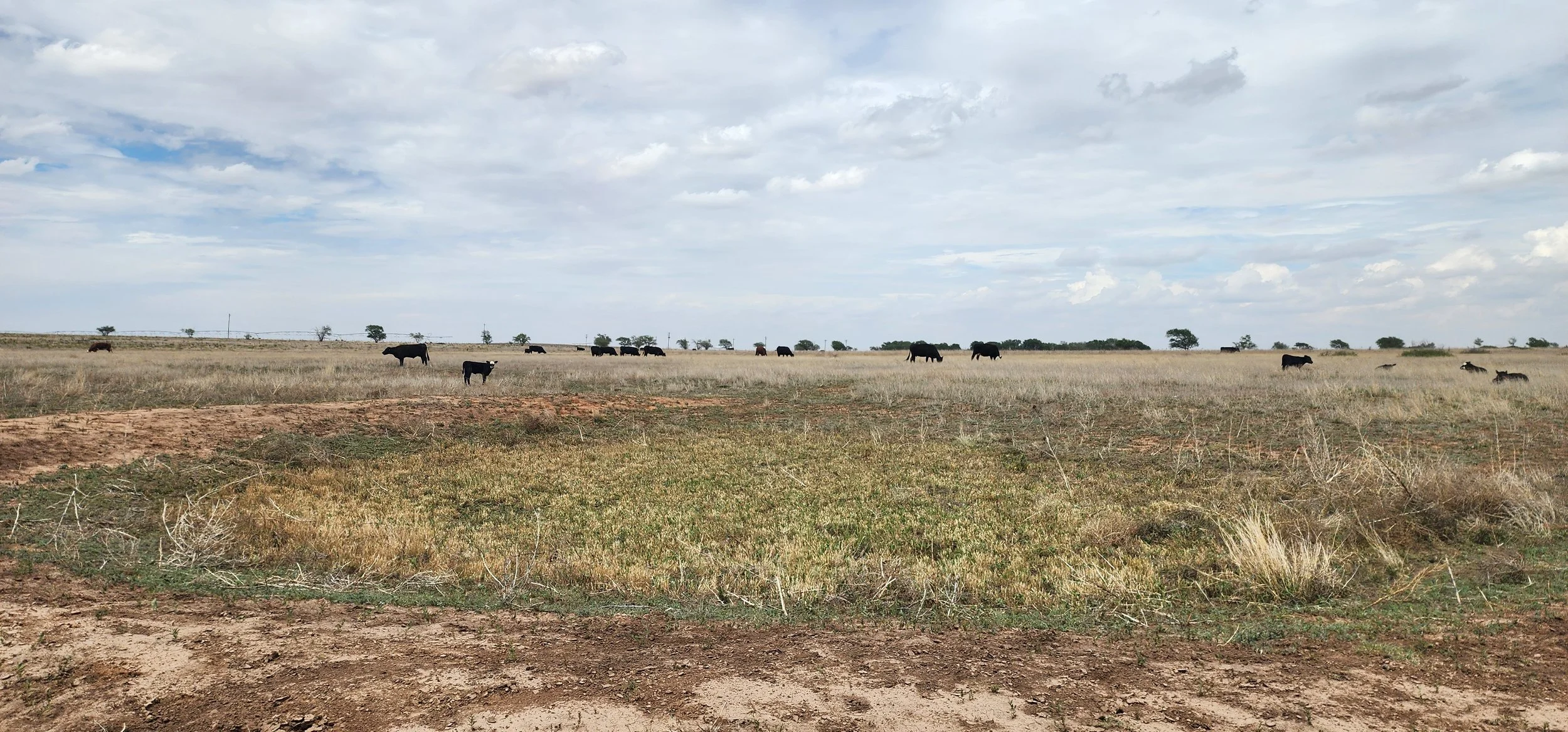 Counting cattle