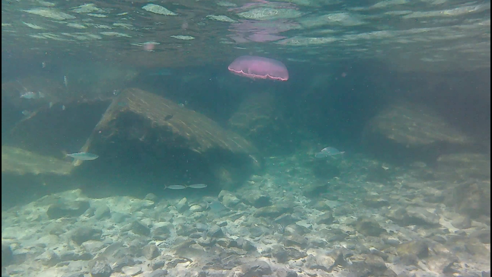 Mermaid-DestinSpokeJetty023.png