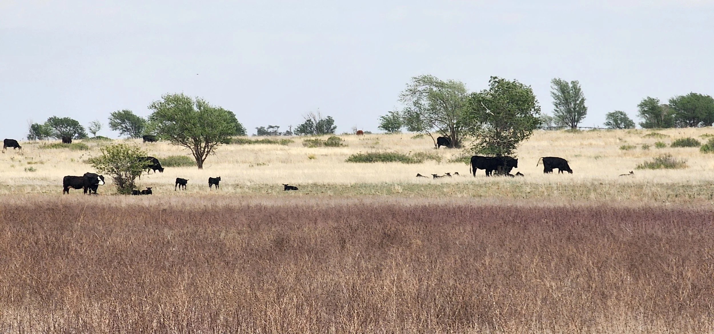 Counting cattle