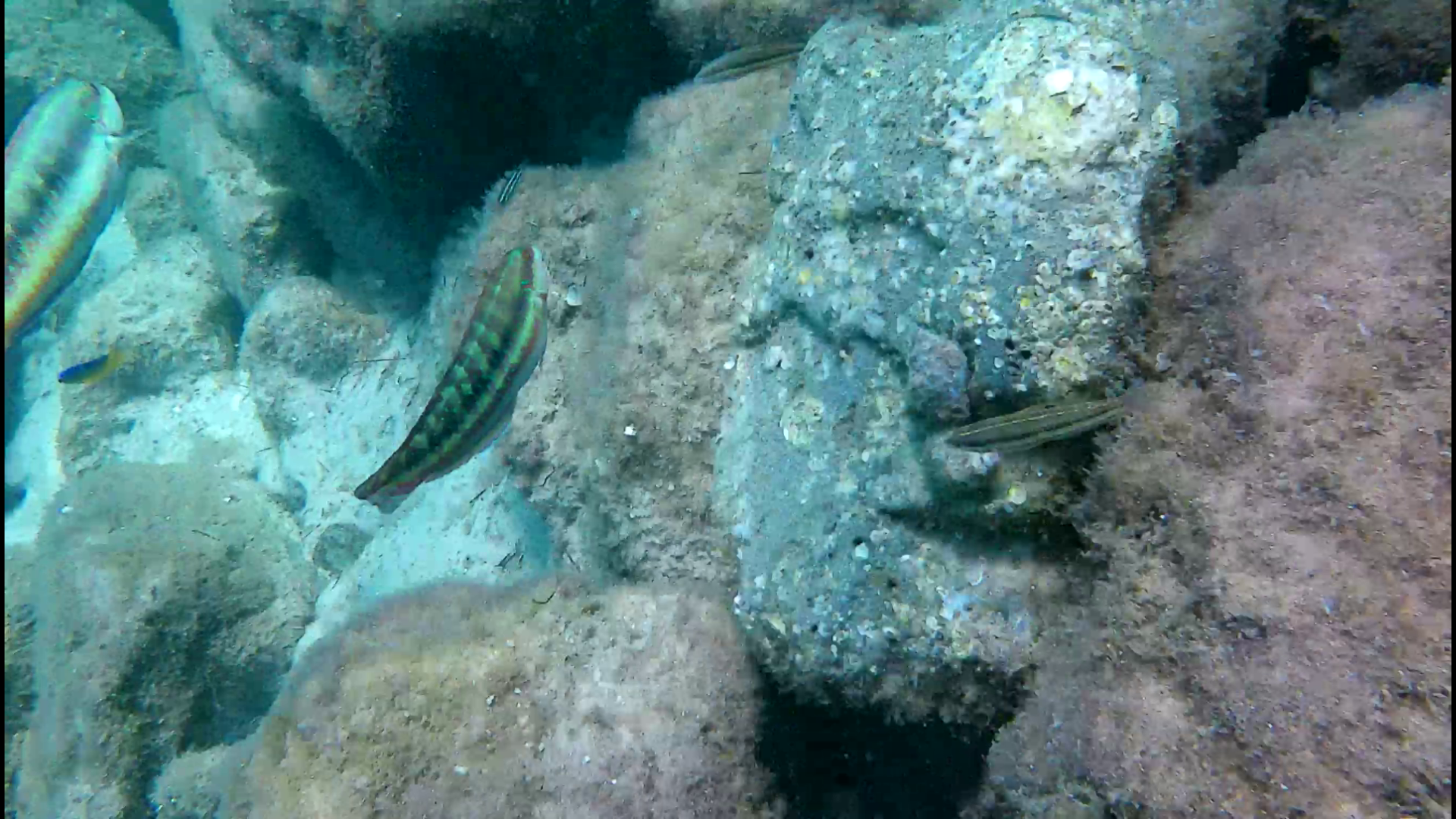 Mermaid-DestinSpokeJetty054.png
